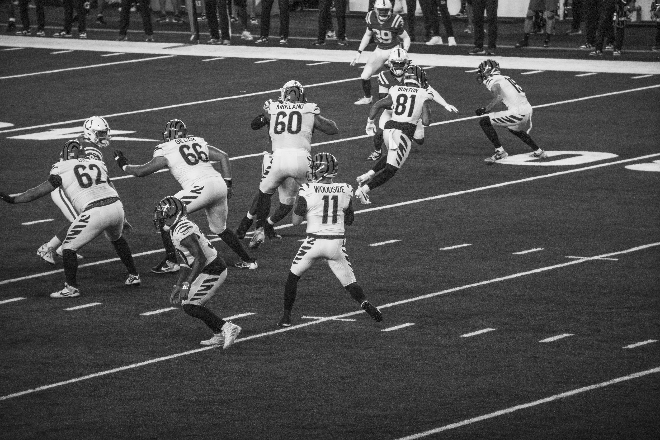bengals-33.jpg