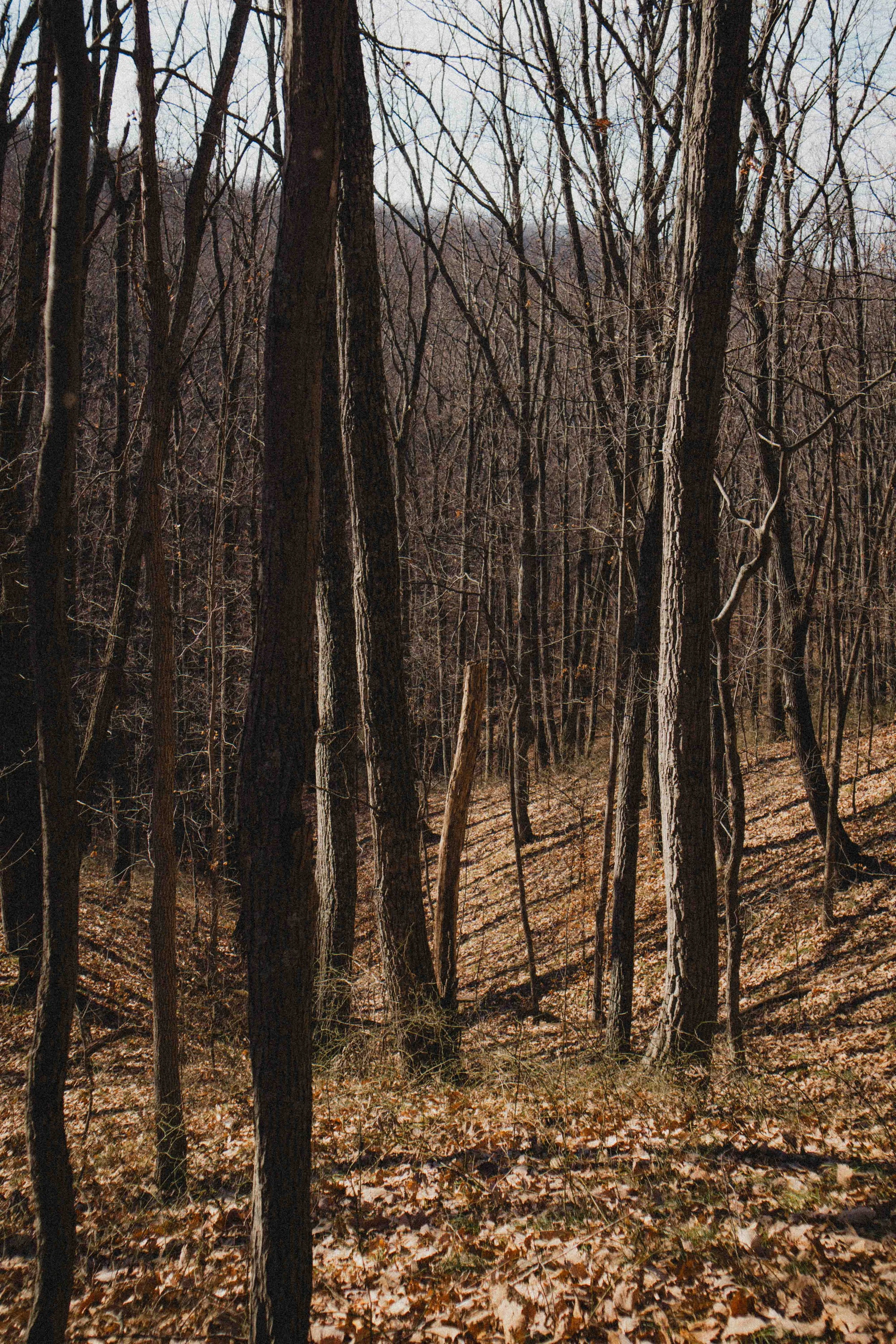 borwnocunty20mb (2 of 30).jpg