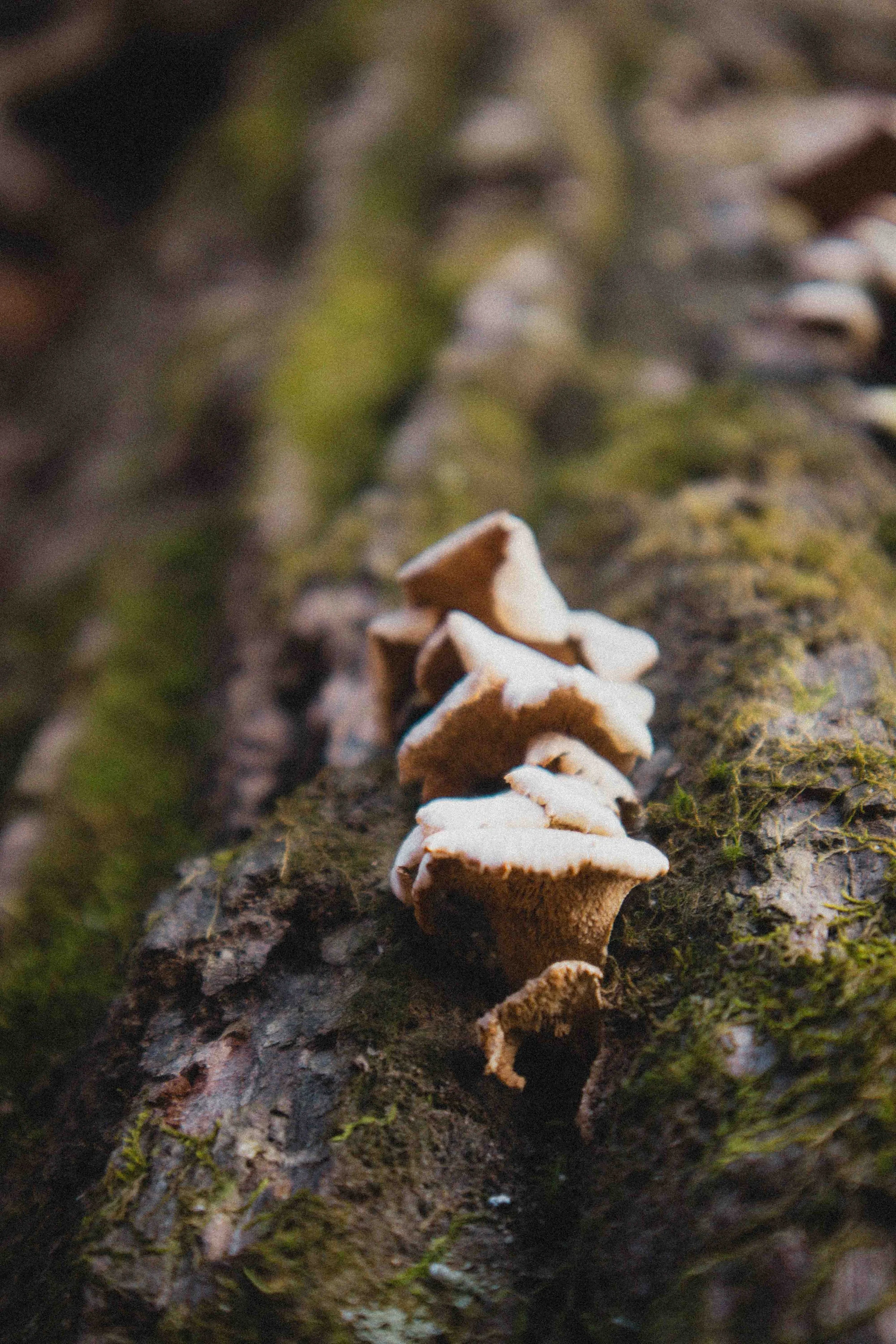 borwnocunty20mb (15 of 30).jpg