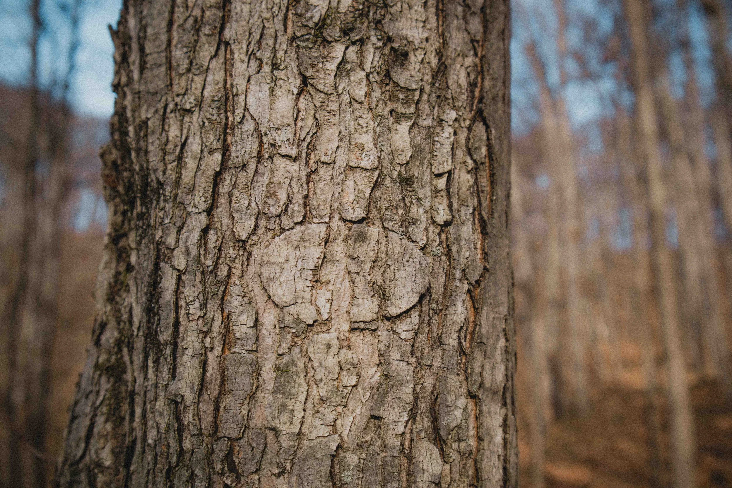 borwnocunty20mb (13 of 30).jpg