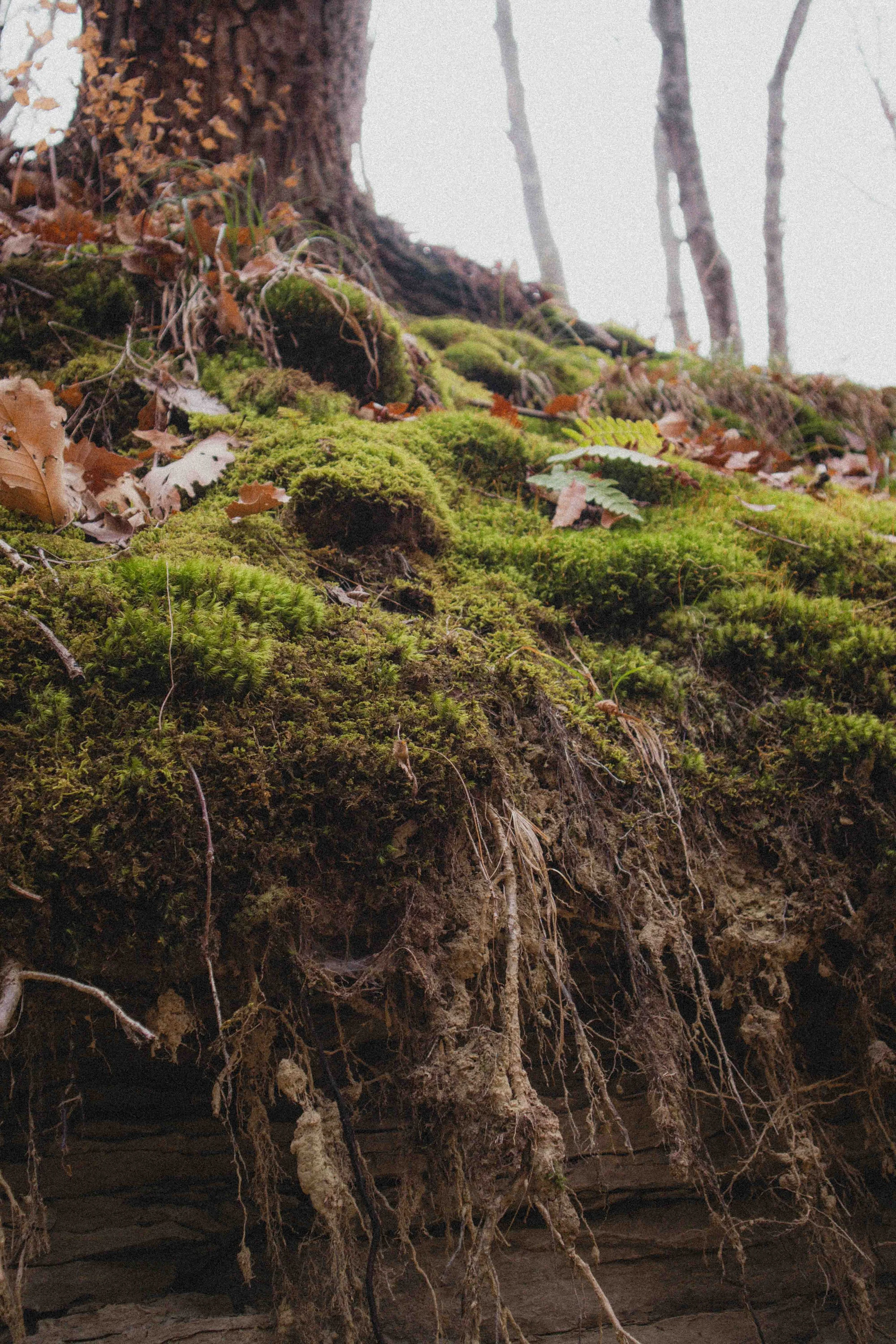 borwnocunty20mb (28 of 30).jpg