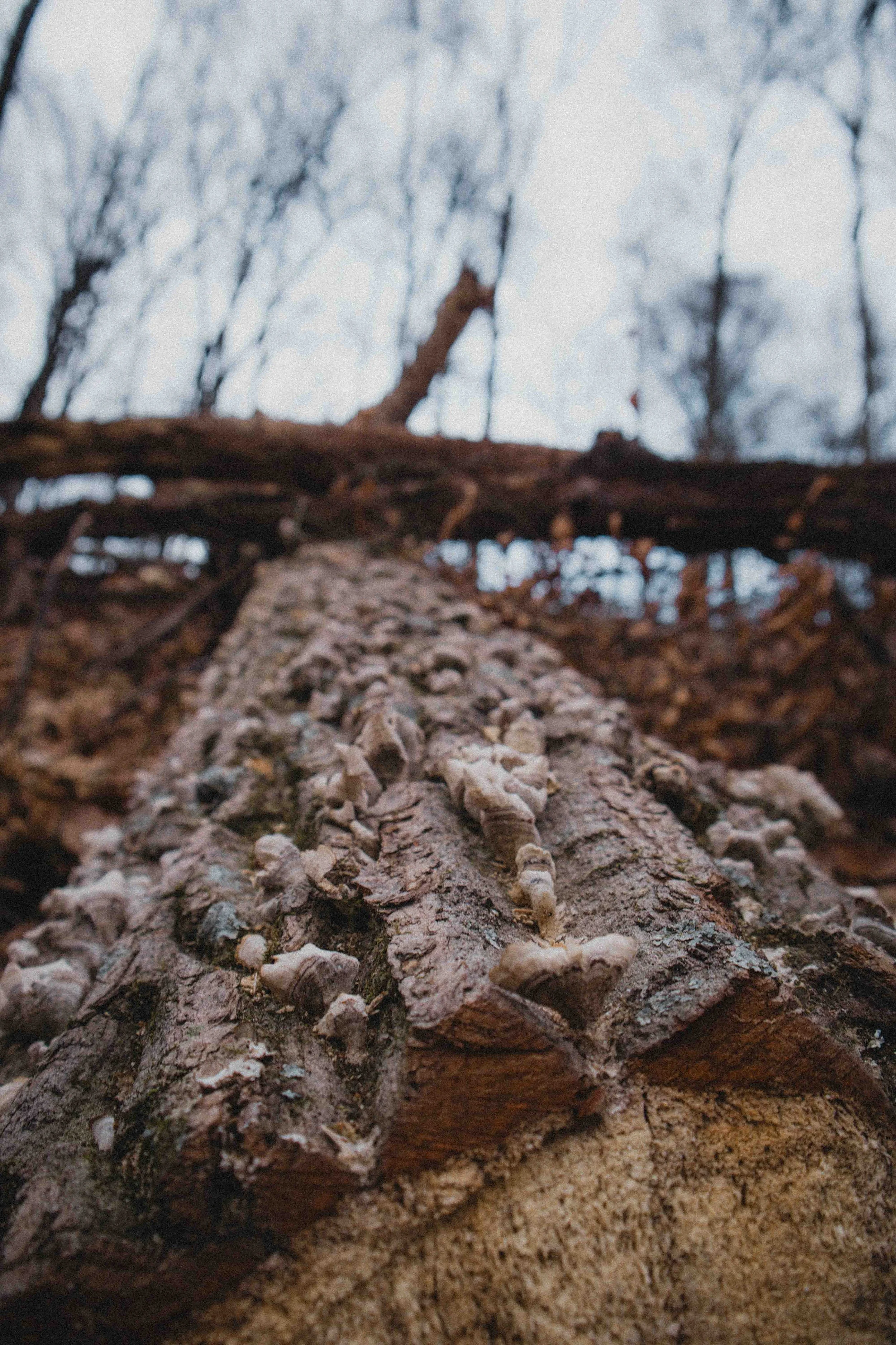 borwnocunty20mb (29 of 30).jpg