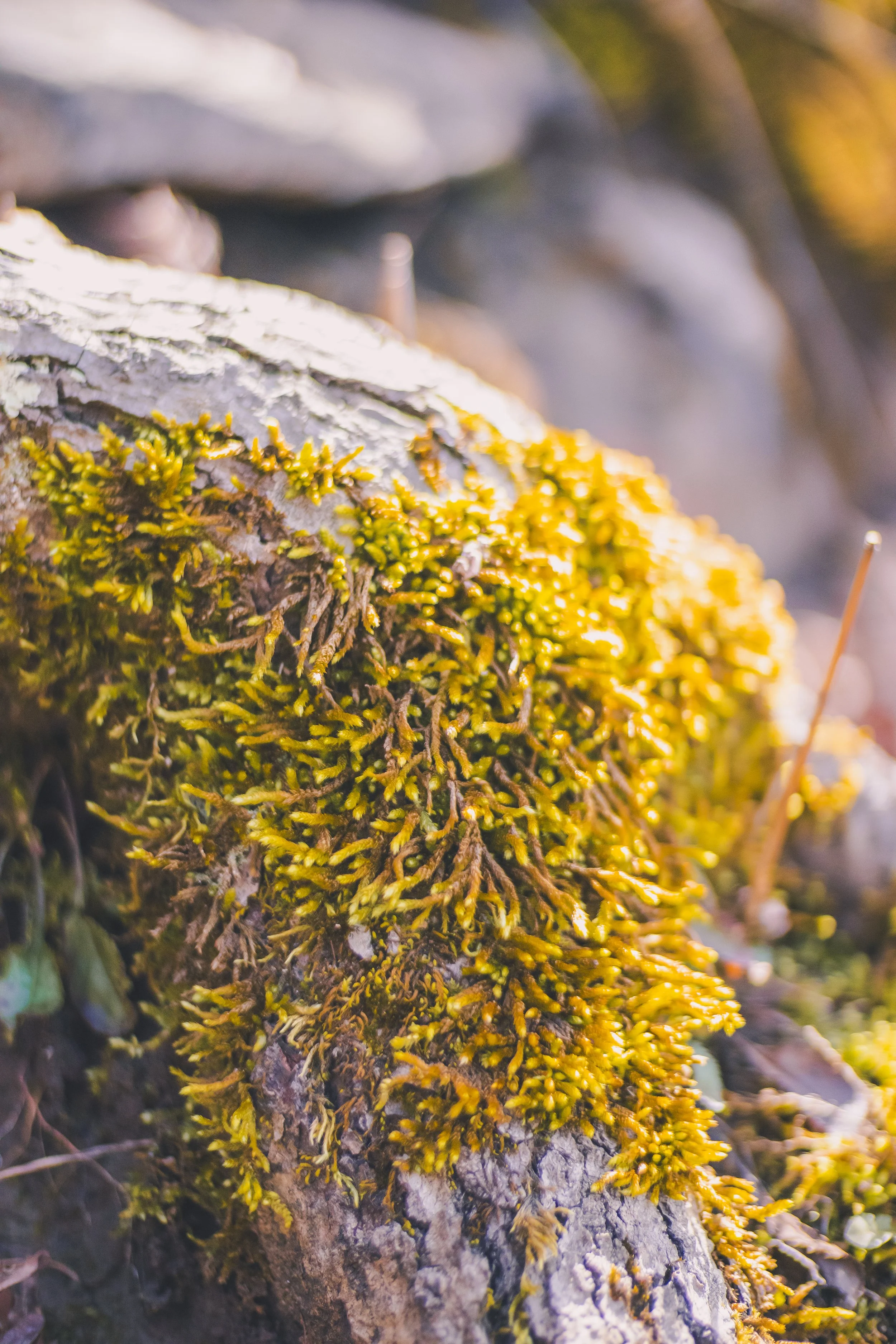 cataract falls-57.jpg