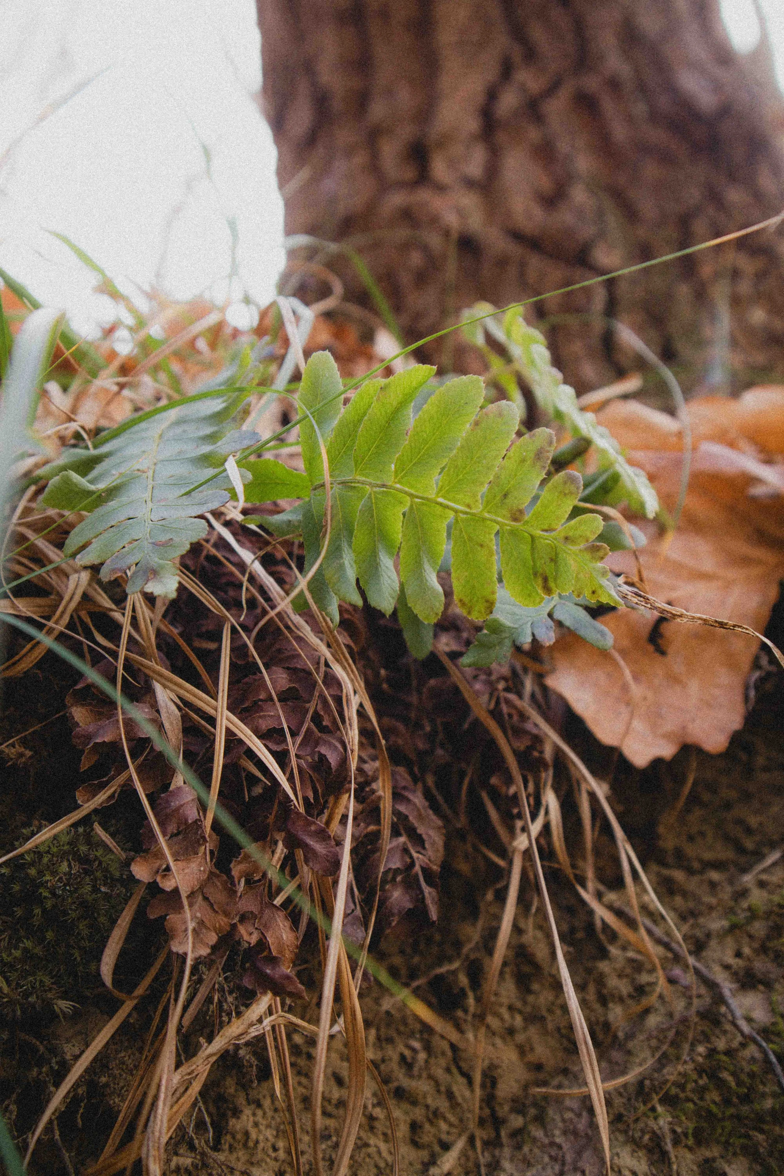 borwnocunty20mb (18 of 30).jpg