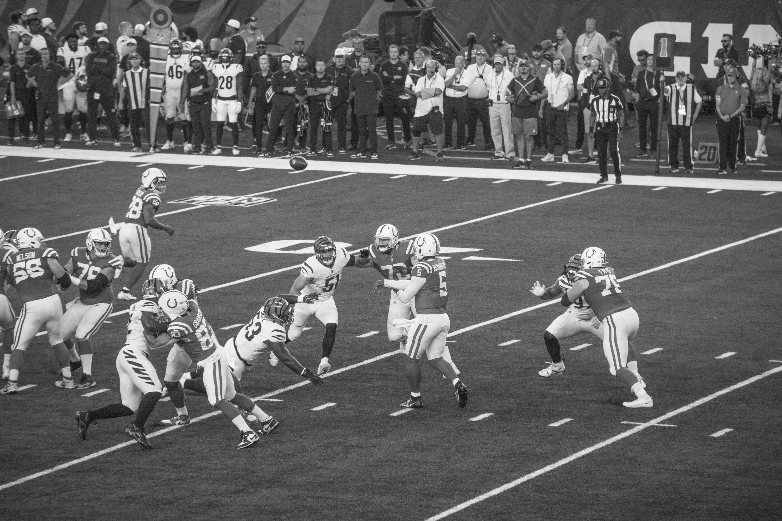 bengals-16.jpg