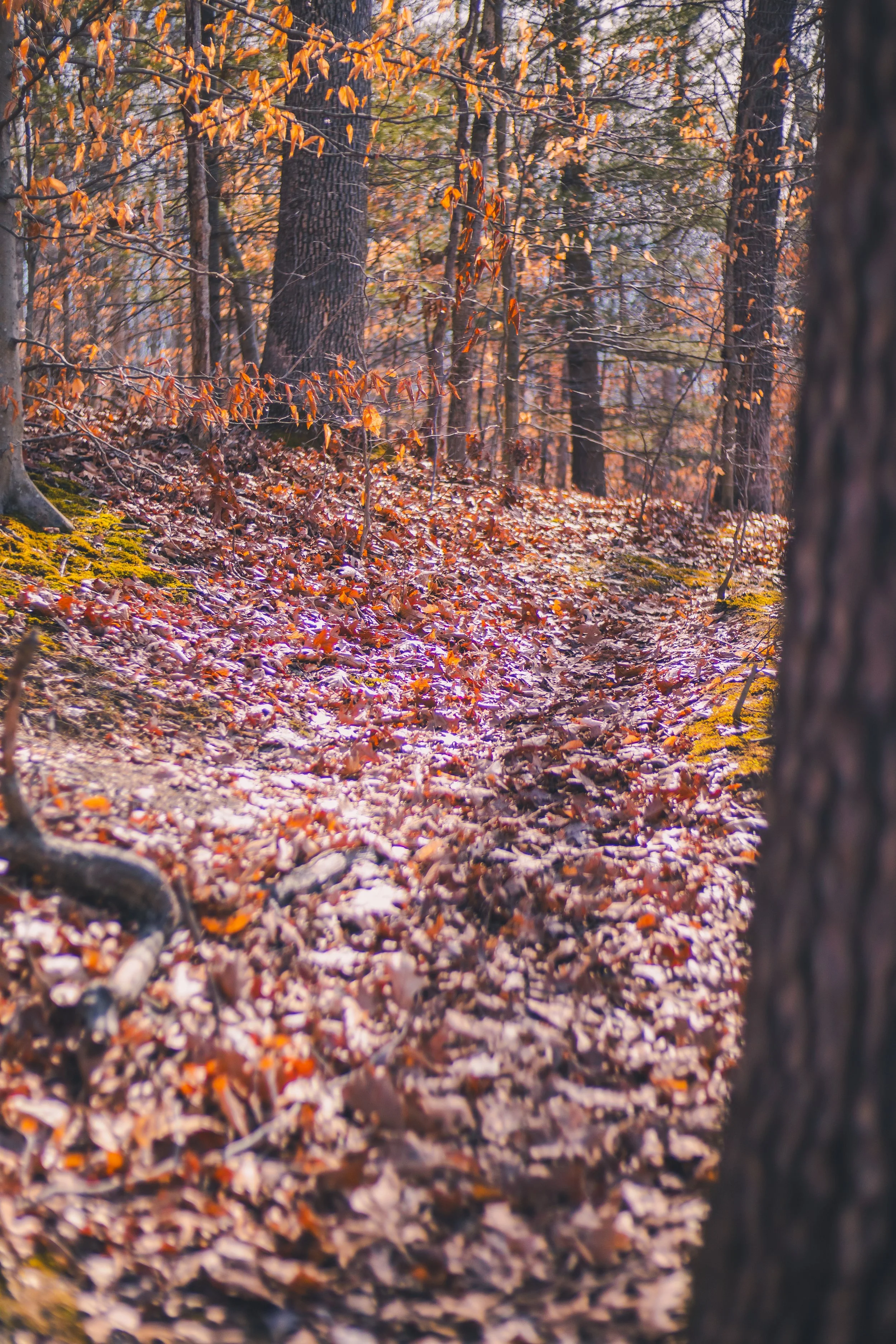 cadarac falls 1-48.jpg