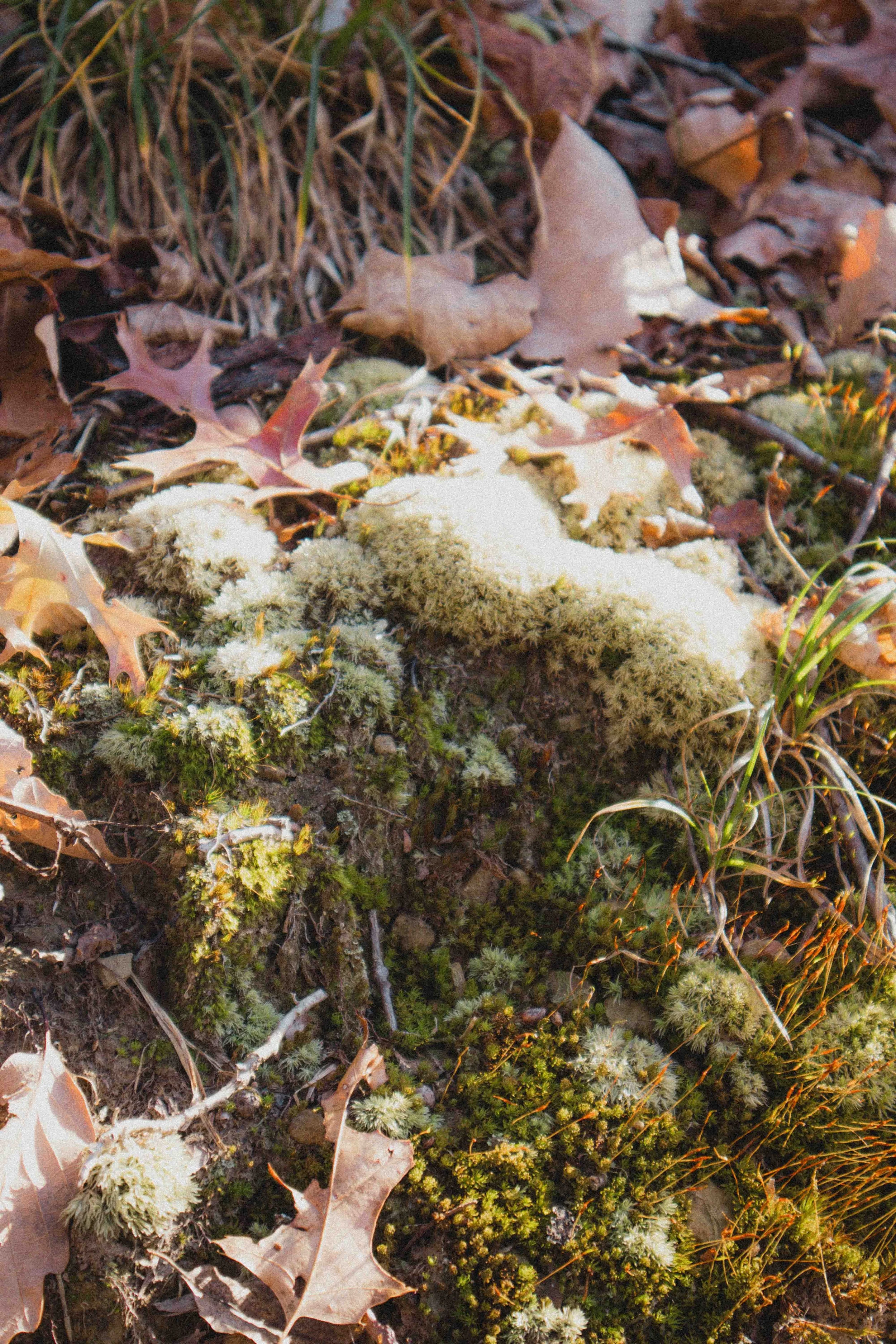 borwnocunty20mb (6 of 30).jpg