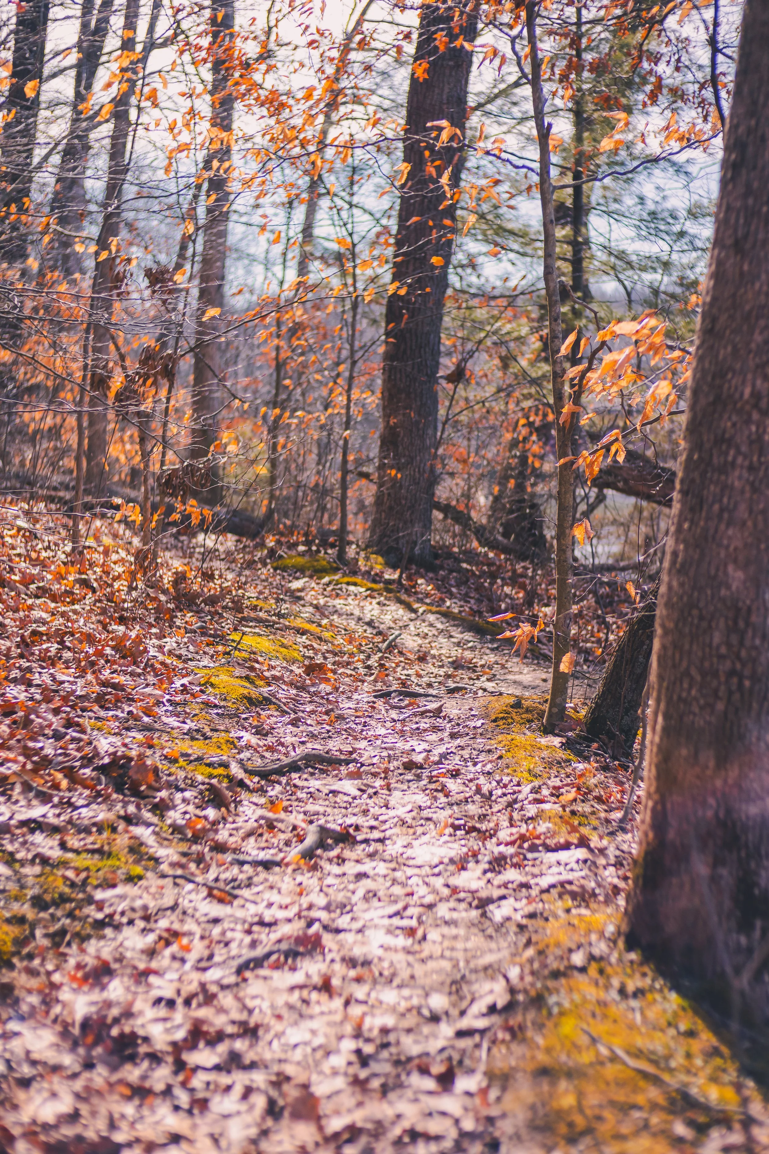 cadarac falls 1-49.jpg