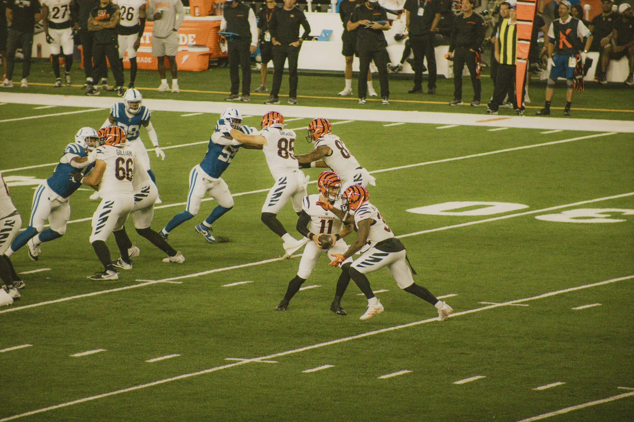 bengals-48.jpg
