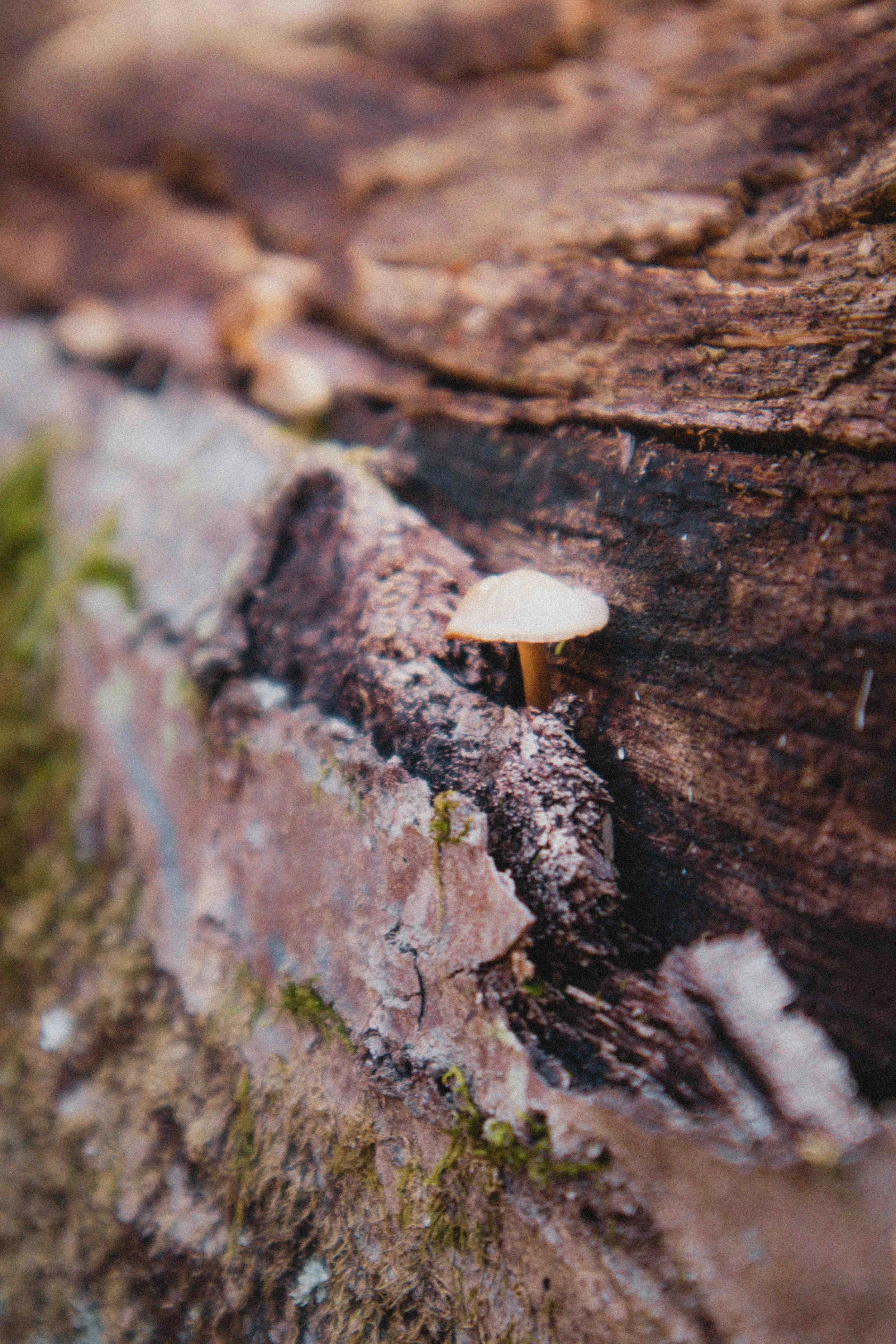 borwnocunty20mb (12 of 30).jpg