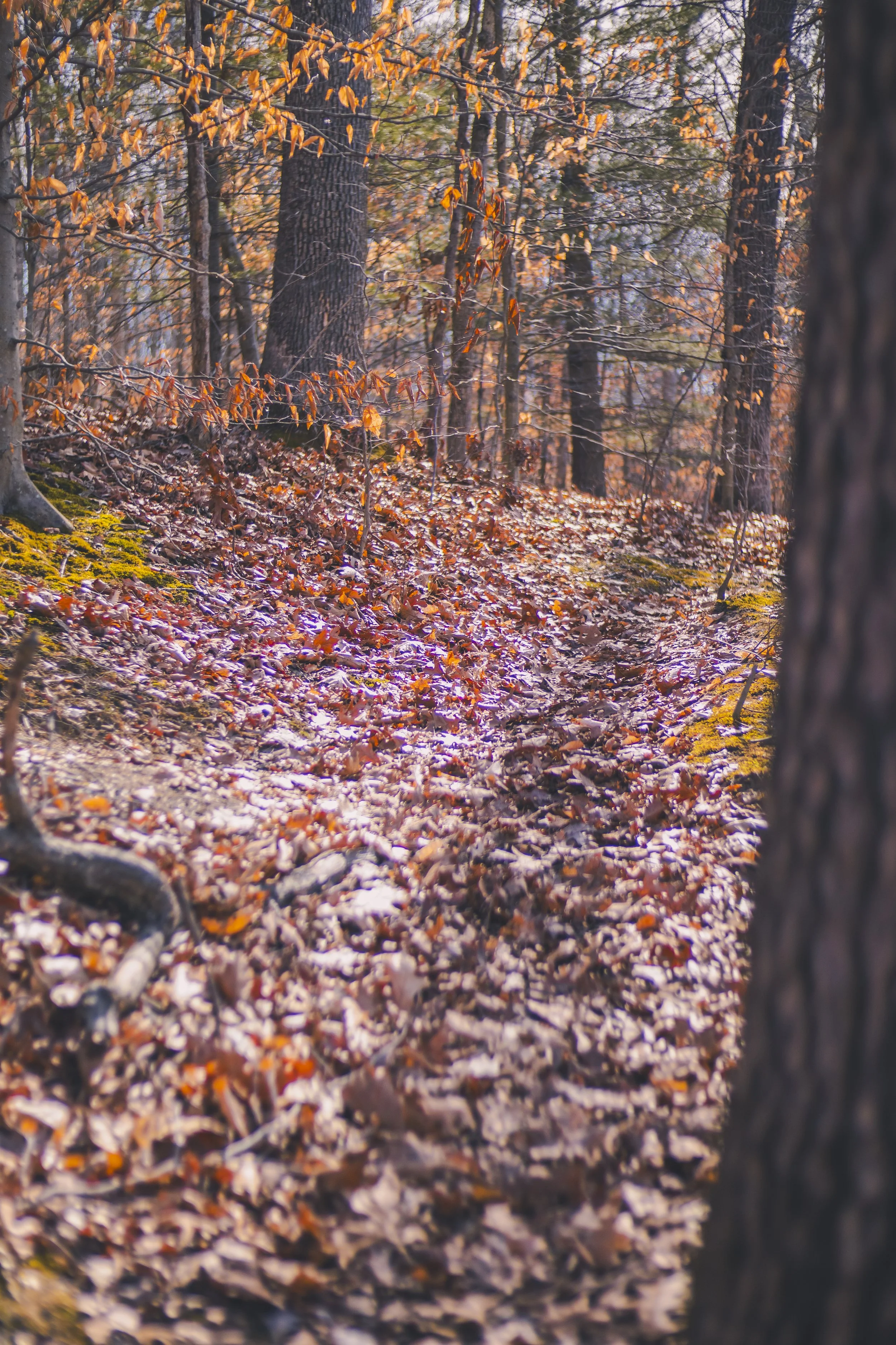 cataract falls-48.jpg