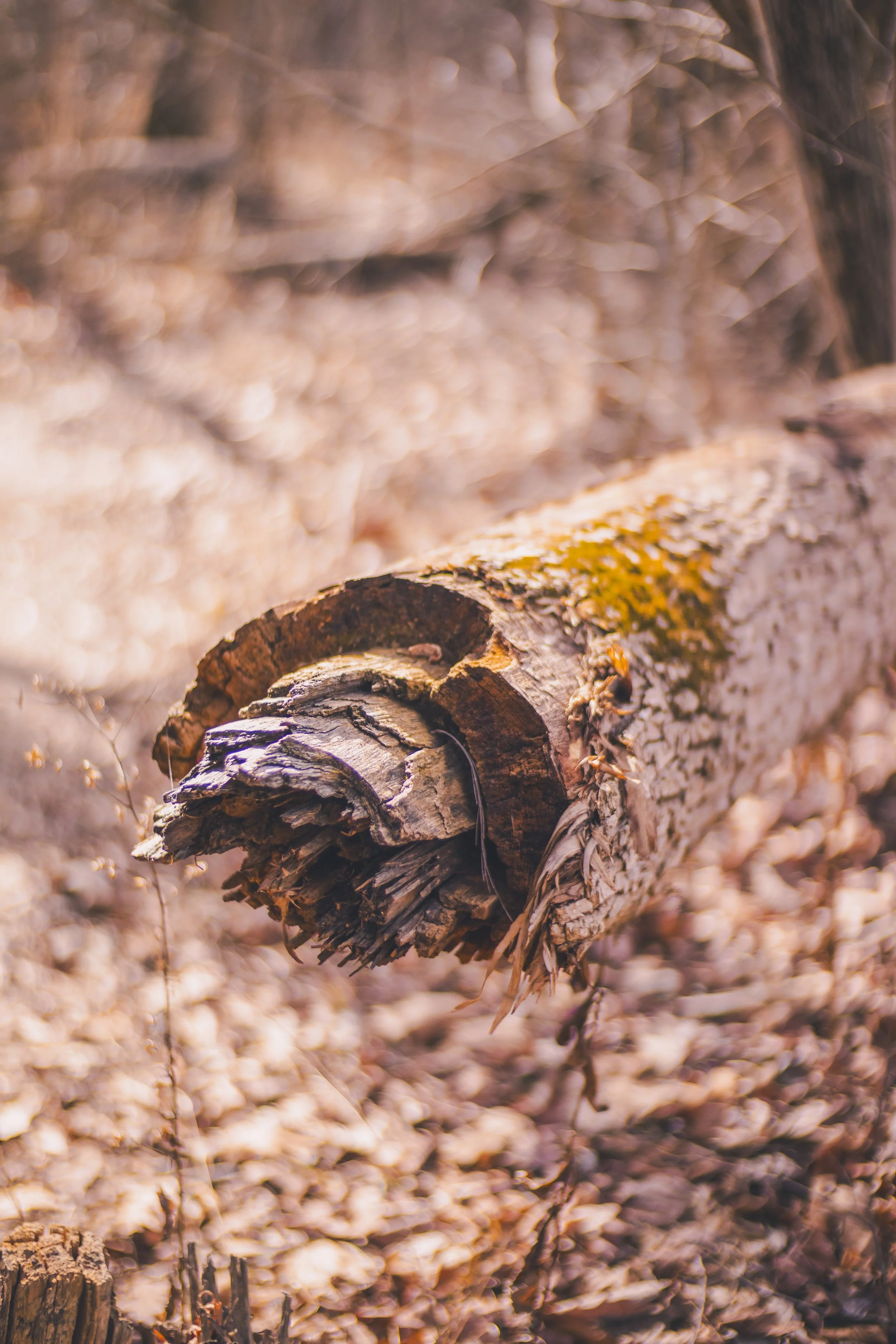 cataract falls-58.jpg