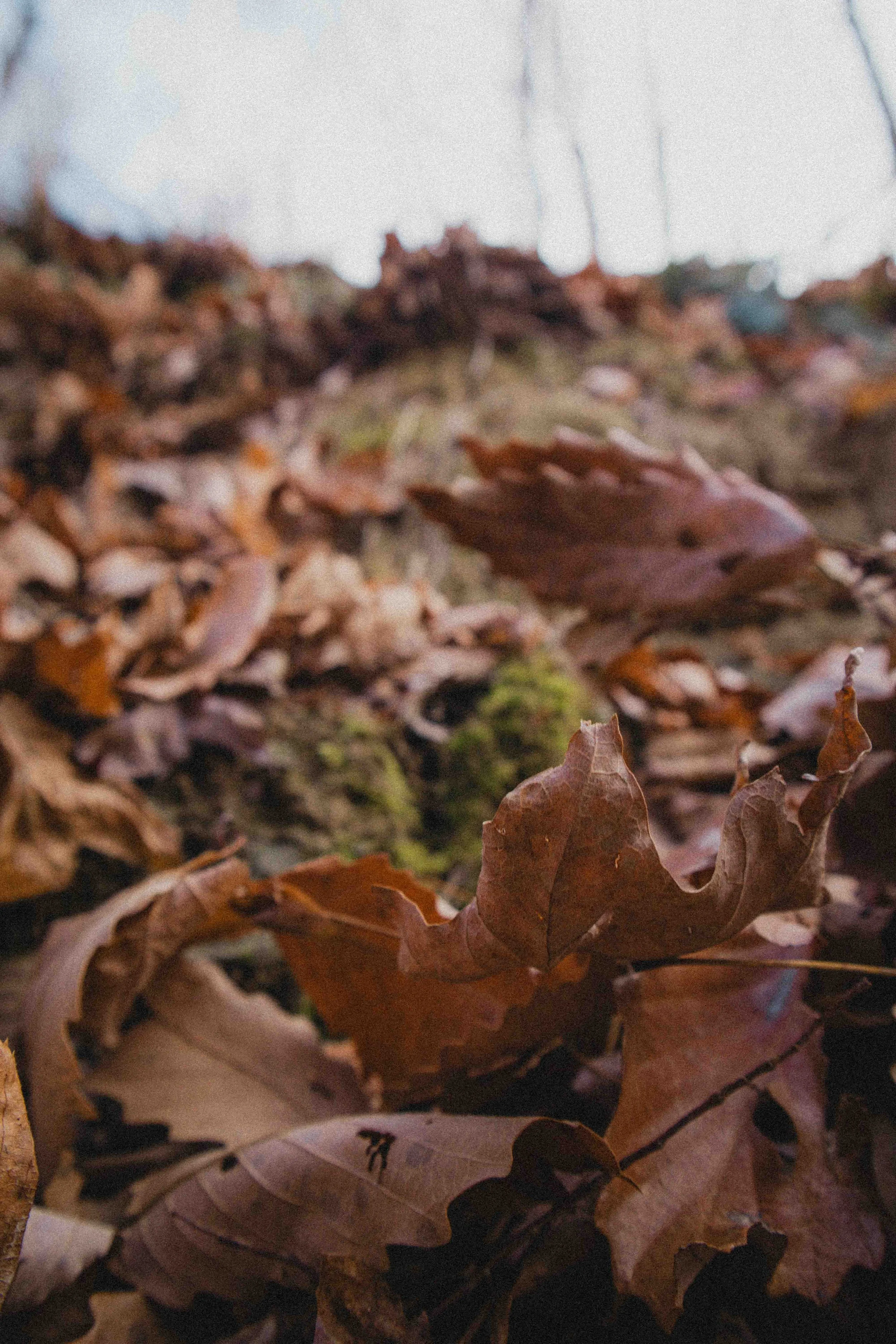 borwnocunty20mb (17 of 30).jpg