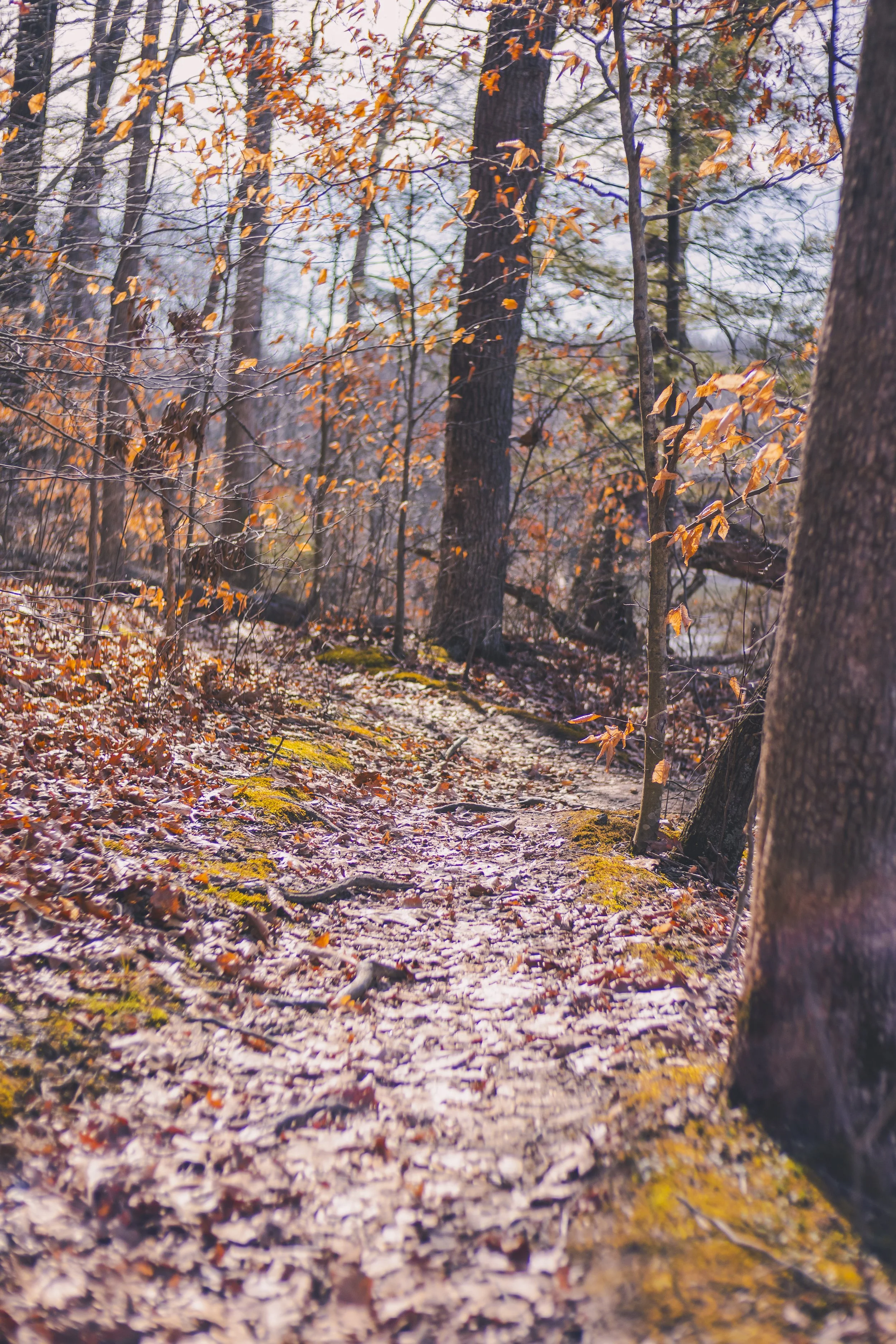 cataract falls-49.jpg