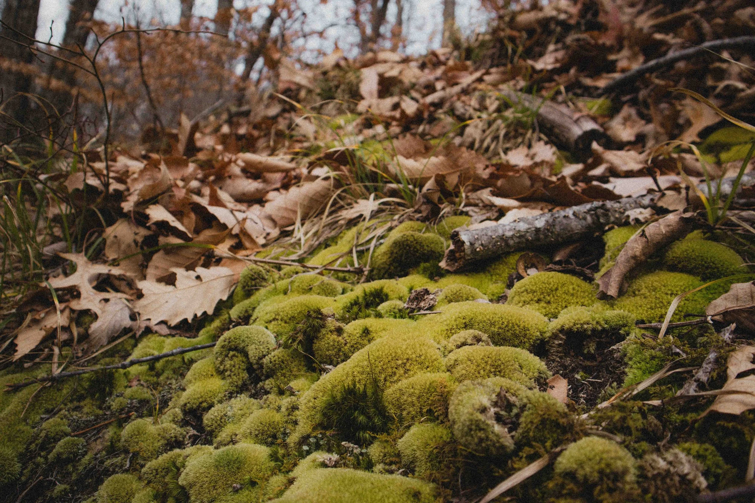 borwnocunty20mb (27 of 30).jpg