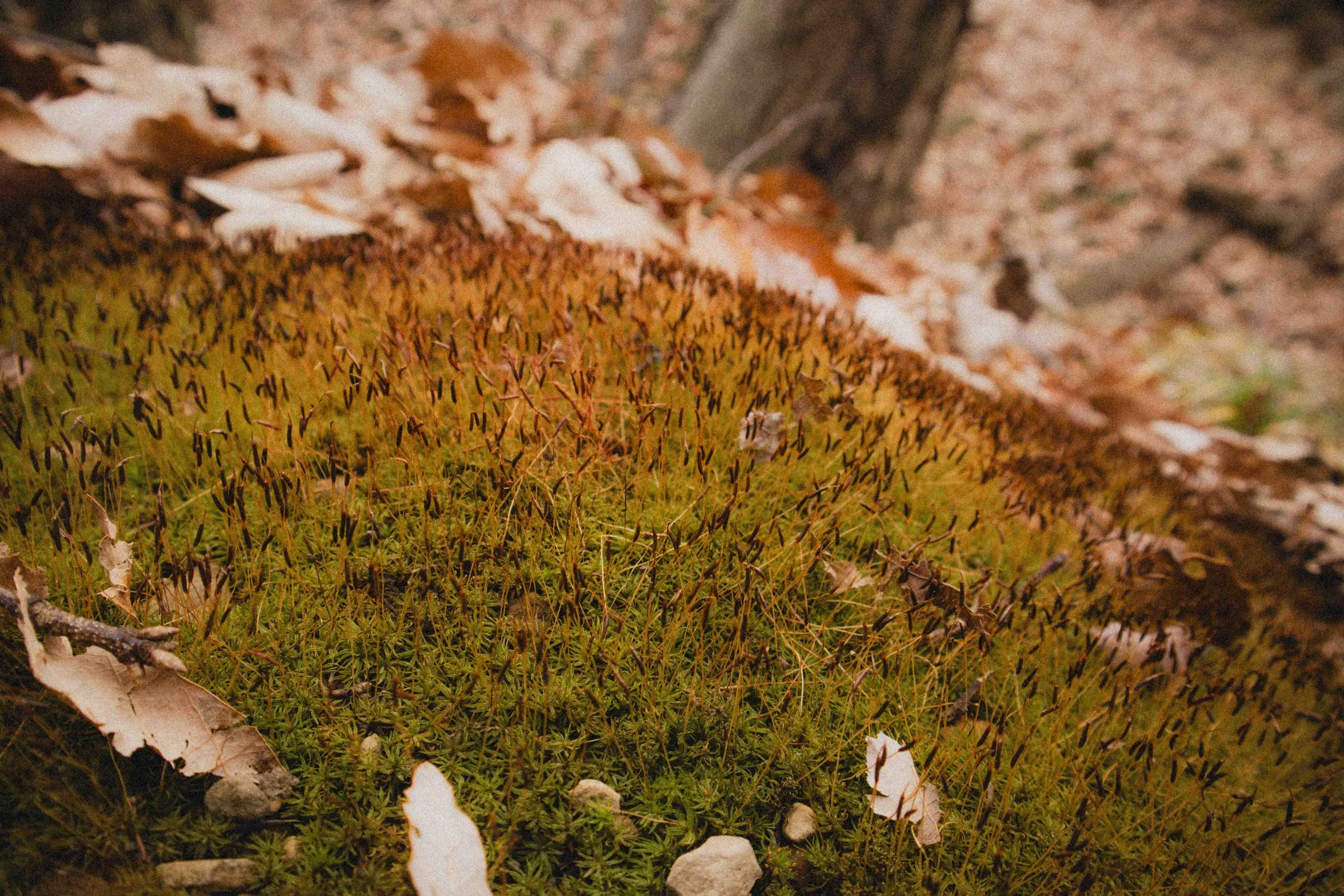 borwnocunty20mb (26 of 30).jpg