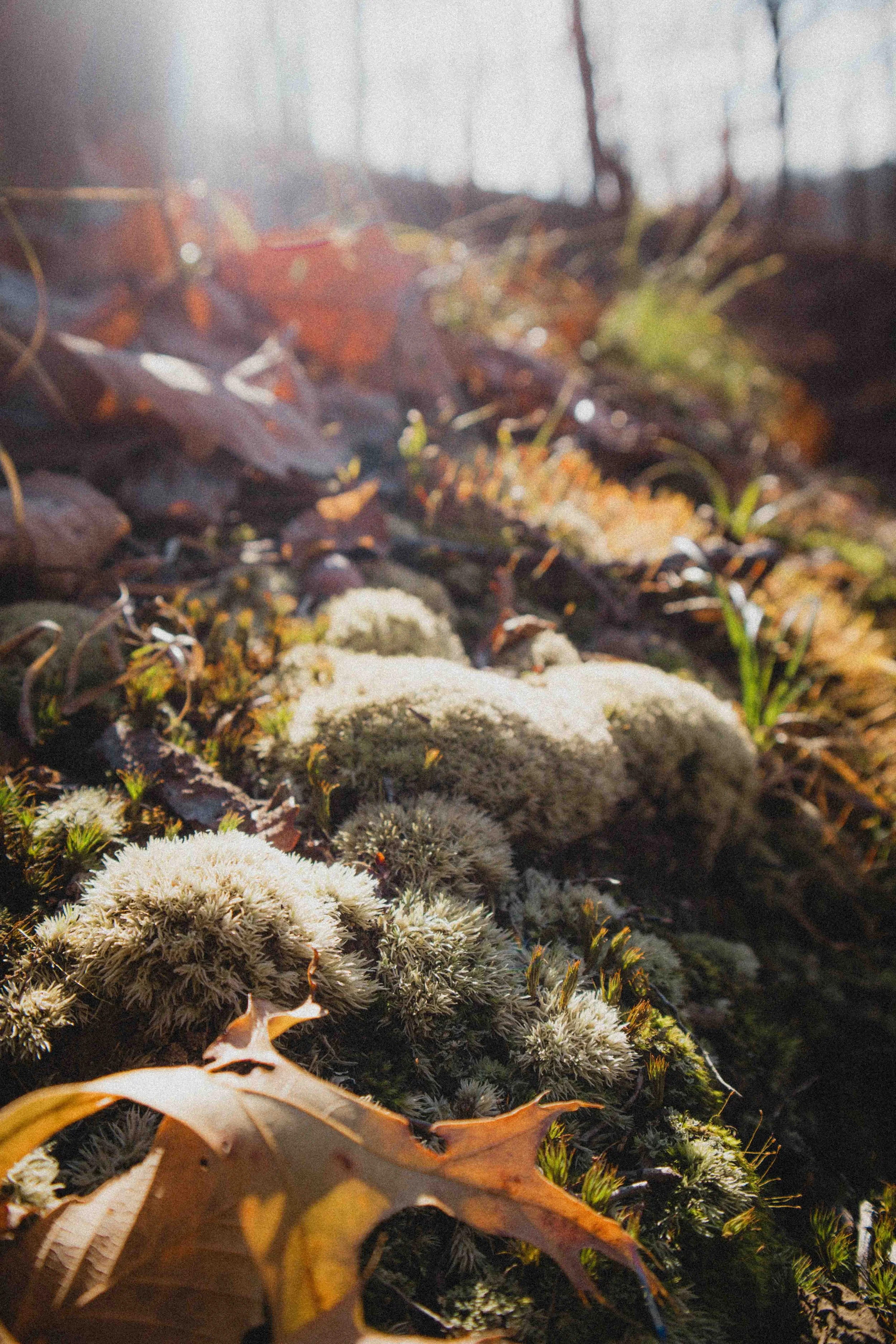 borwnocunty20mb (7 of 30).jpg