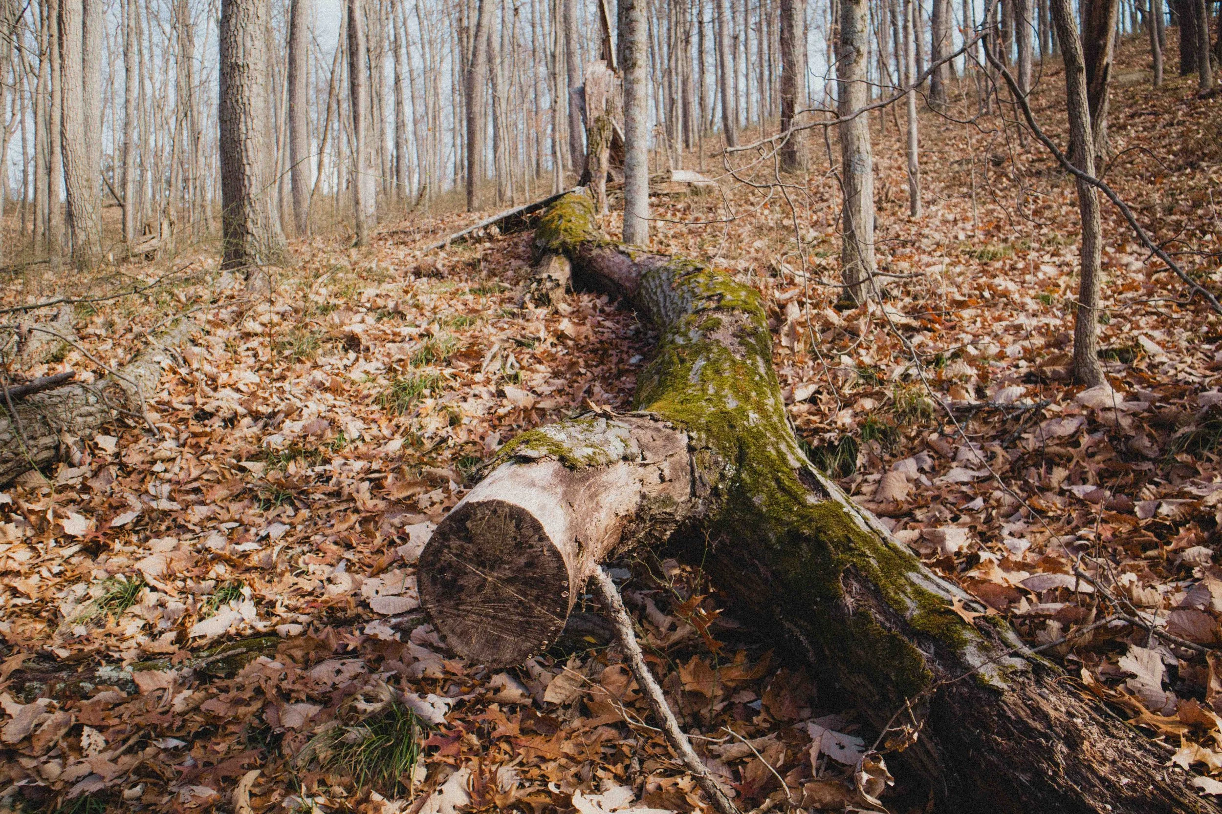 borwnocunty20mb (11 of 30).jpg