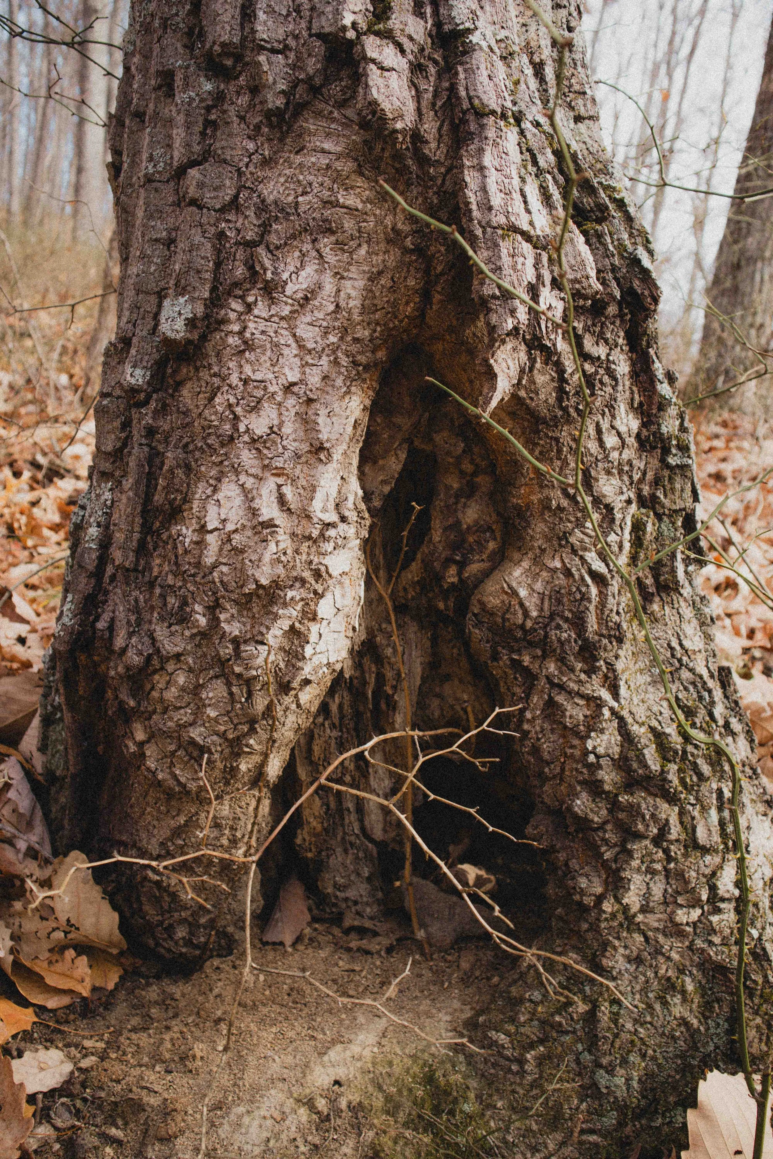 borwnocunty20mb (20 of 30).jpg