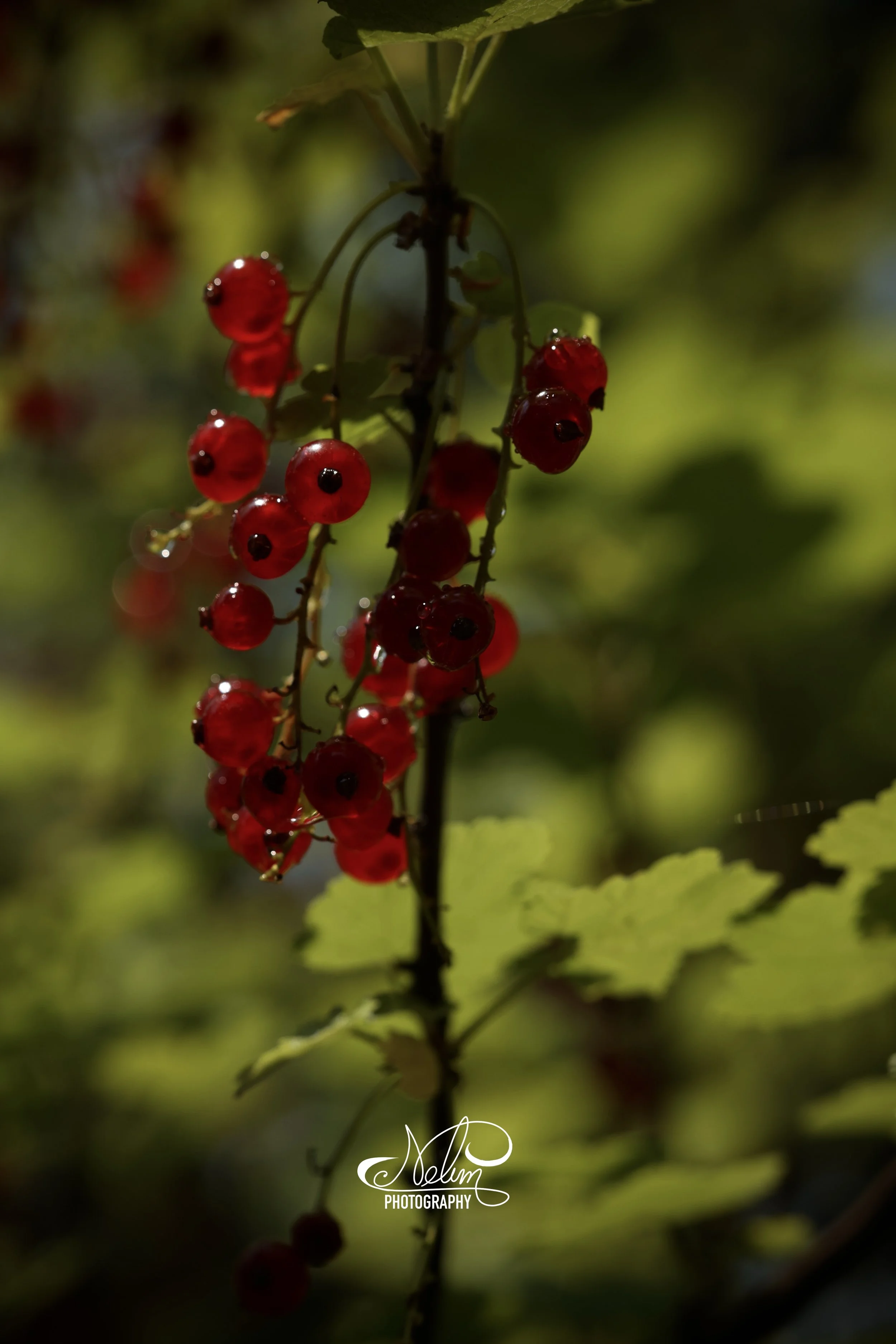 IMG_2900.jpeg
