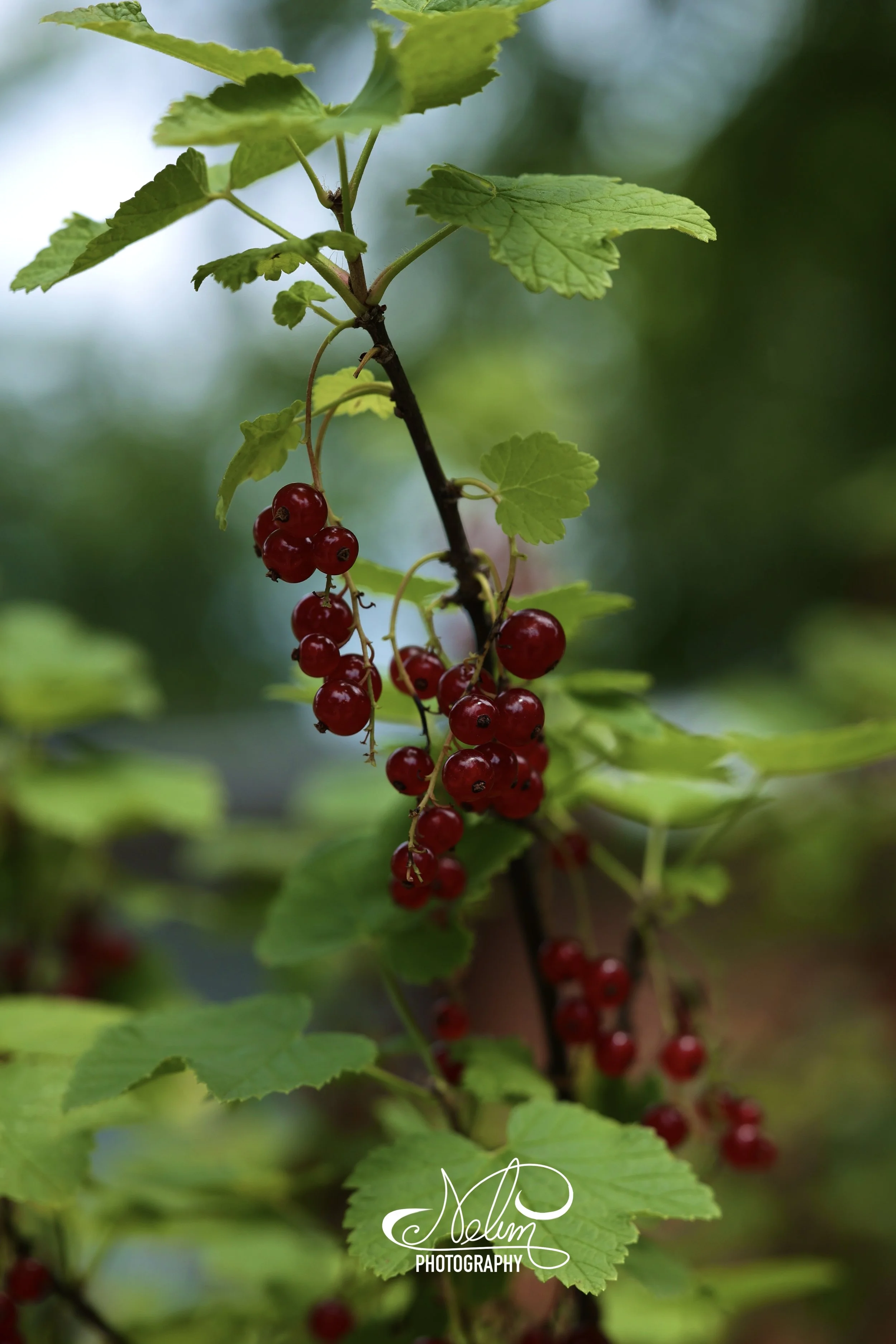 IMG_2894.jpeg