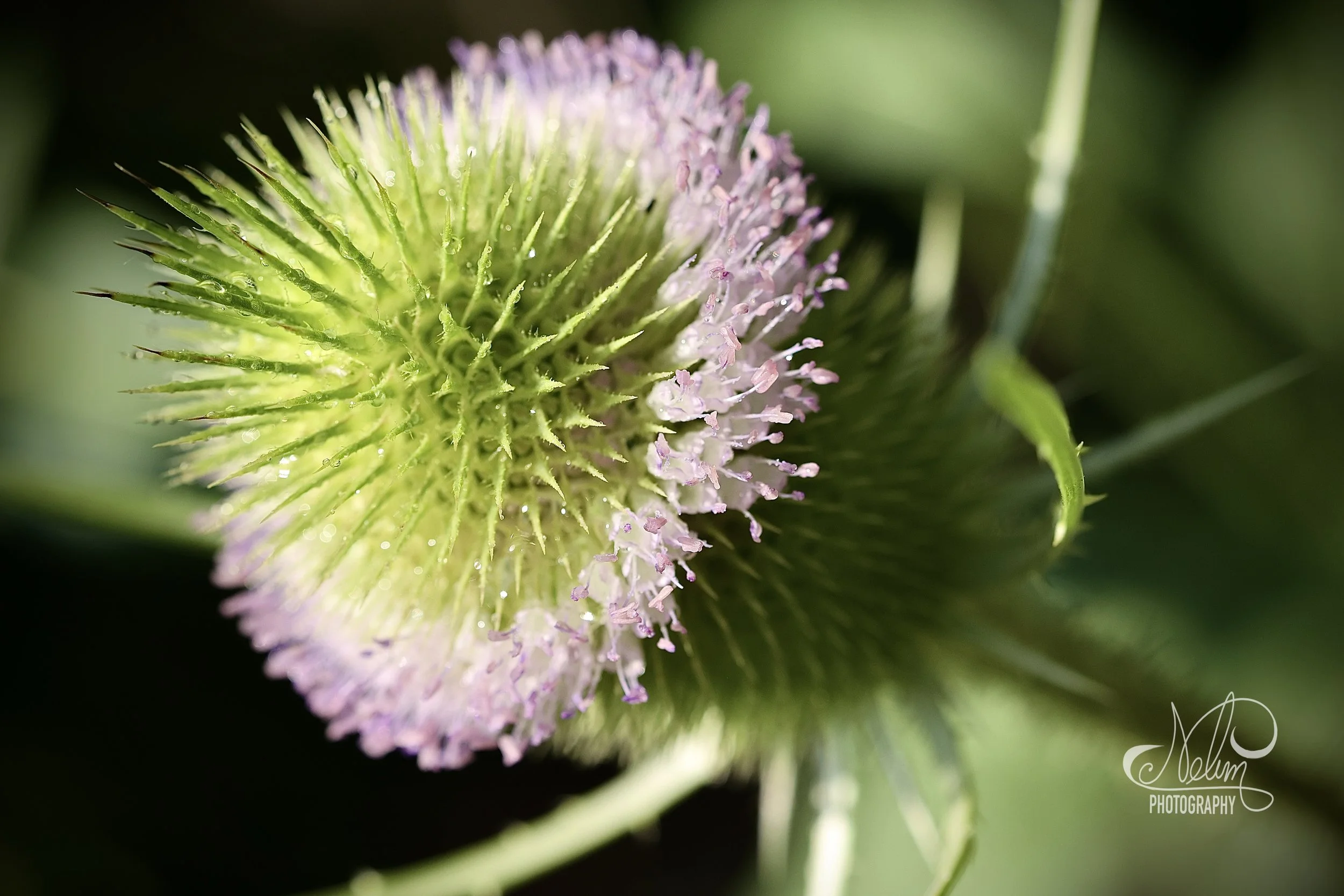 IMG_3077.jpeg