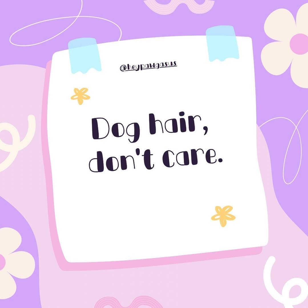 Dog hair, don&rsquo;t care 😜

Actually i cheat because I got a dog bread that doesn&rsquo;t shed 🤩

How to you live up with dog hair? 

#dogquote #doglovers #dogsofinstagram #doglife #dogmummy #dogownerlife #fridaywisdom