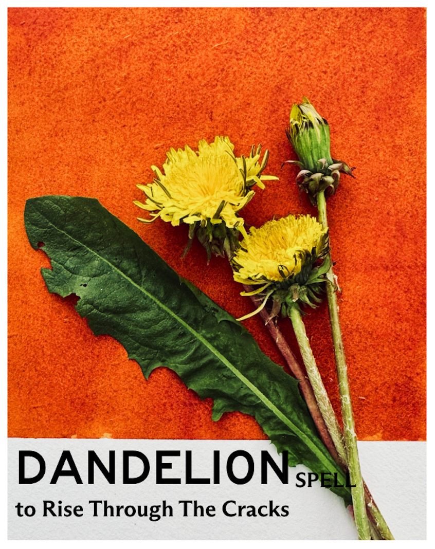 dandelion.png