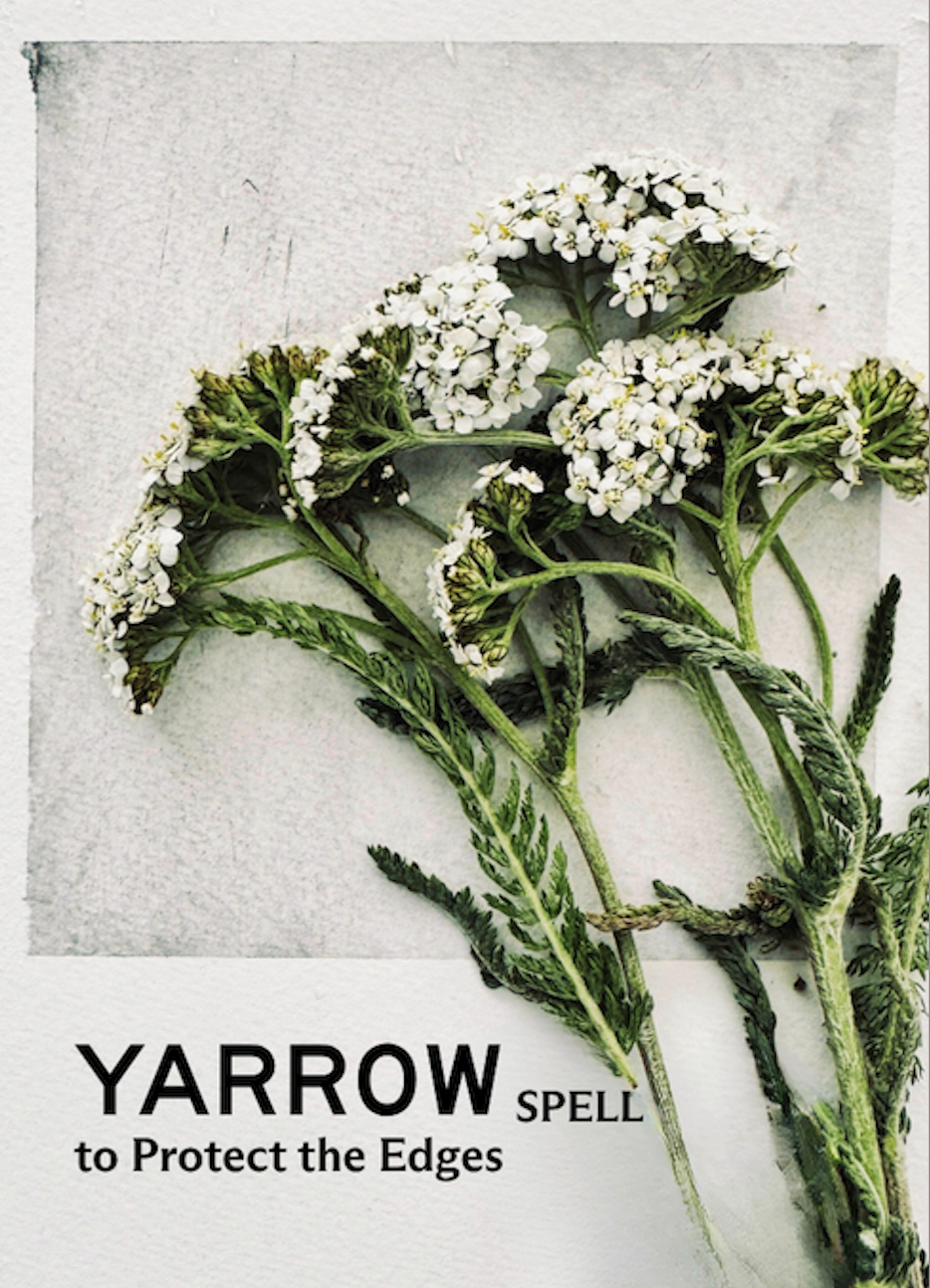 yarrow.png