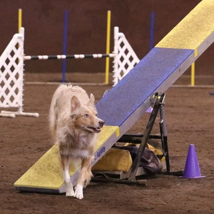 border collie on agility seesaw