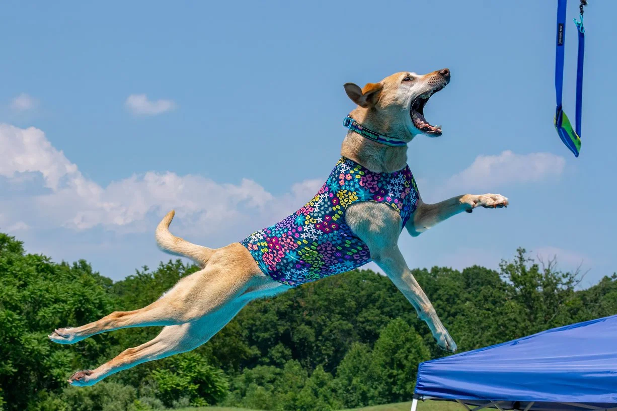 Dog leaping for a dock diving bumper