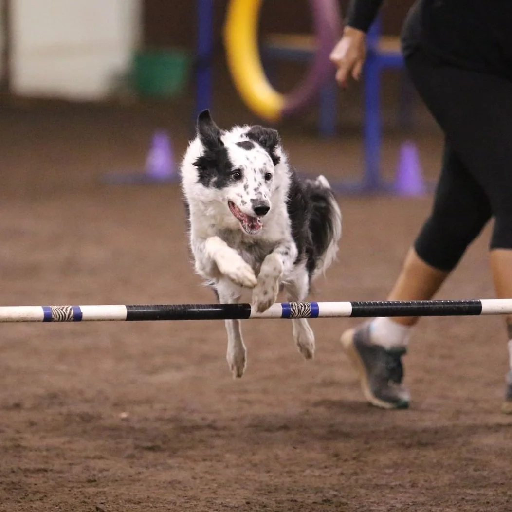 Black and white dog jumping a bar