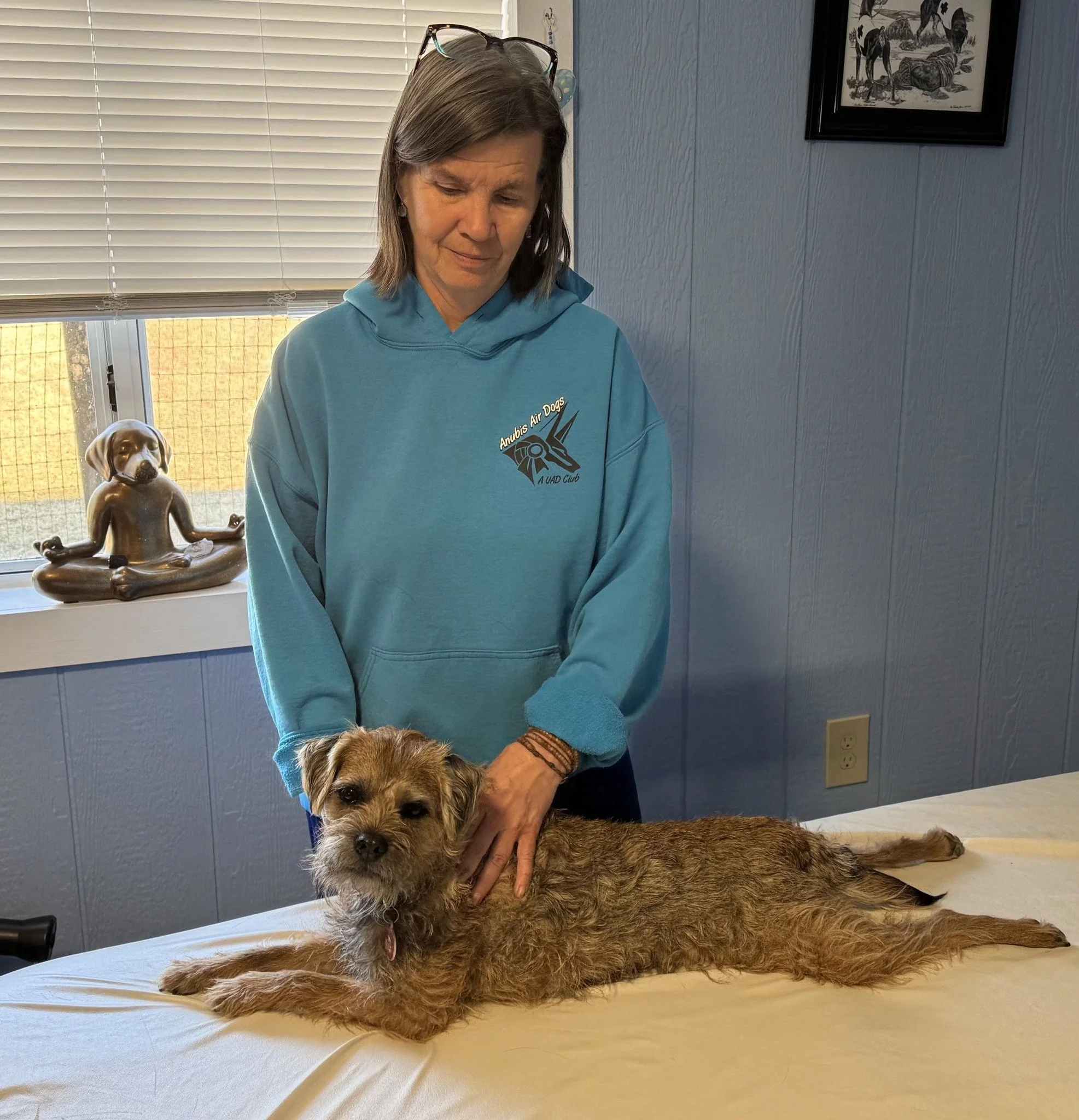 Woman massaging terrier on table