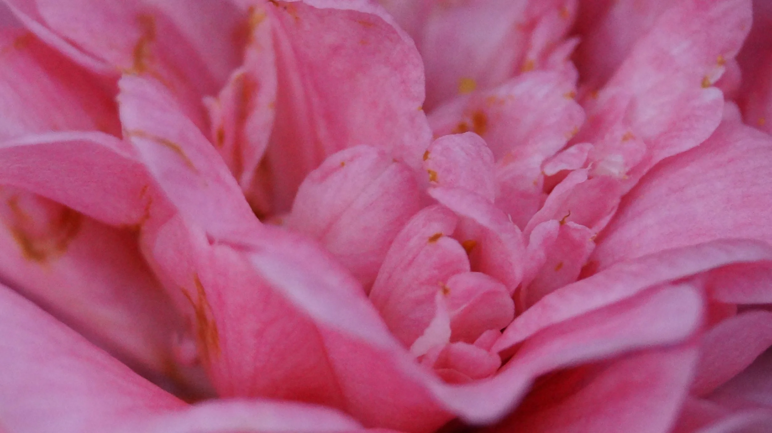 Nahaufnahme einer rosa Blume (derer Blütenblätter)