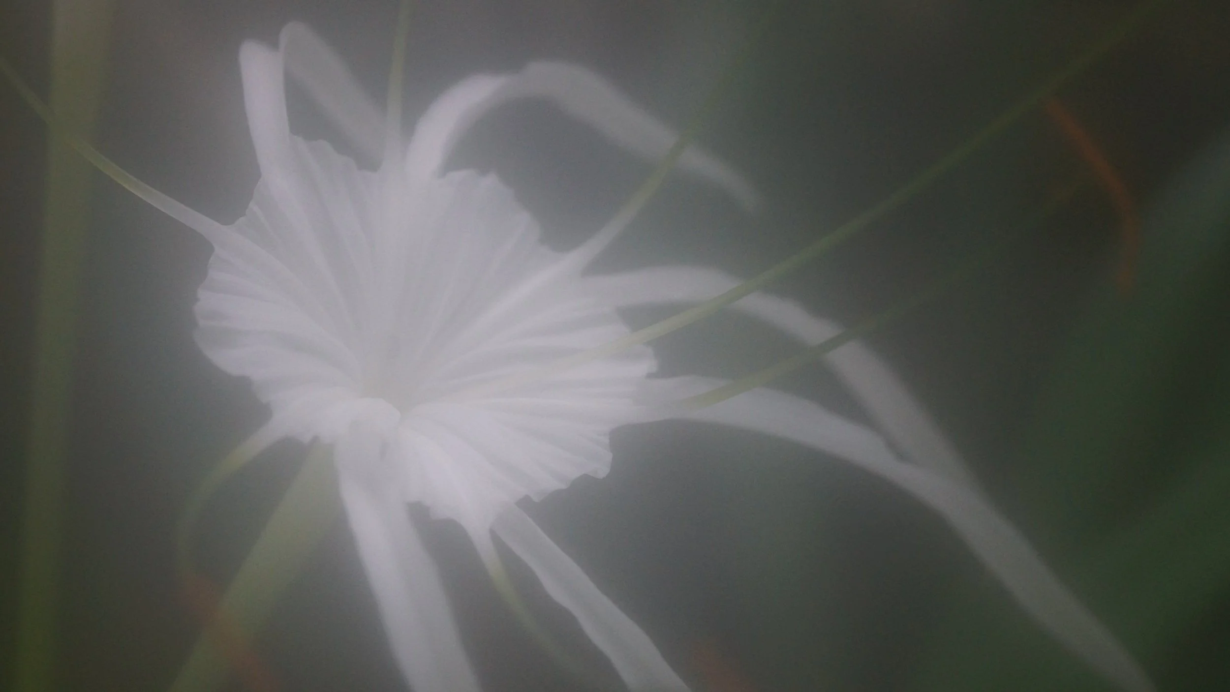 eine leicht verschwommene weiße Blume in Nahaufnahme mit einem dunklen Hintergrund