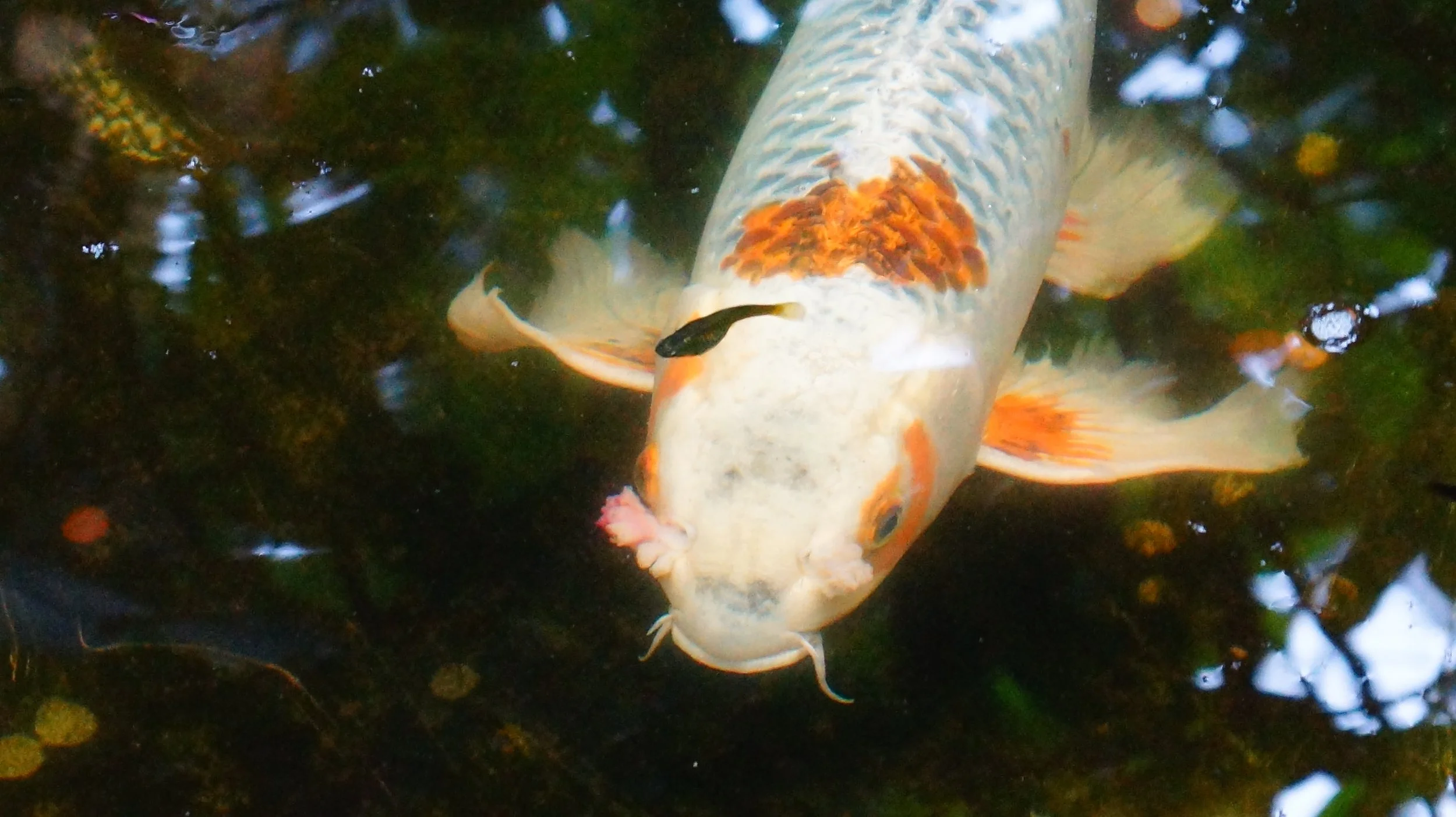 weißer Fisch in Teich
