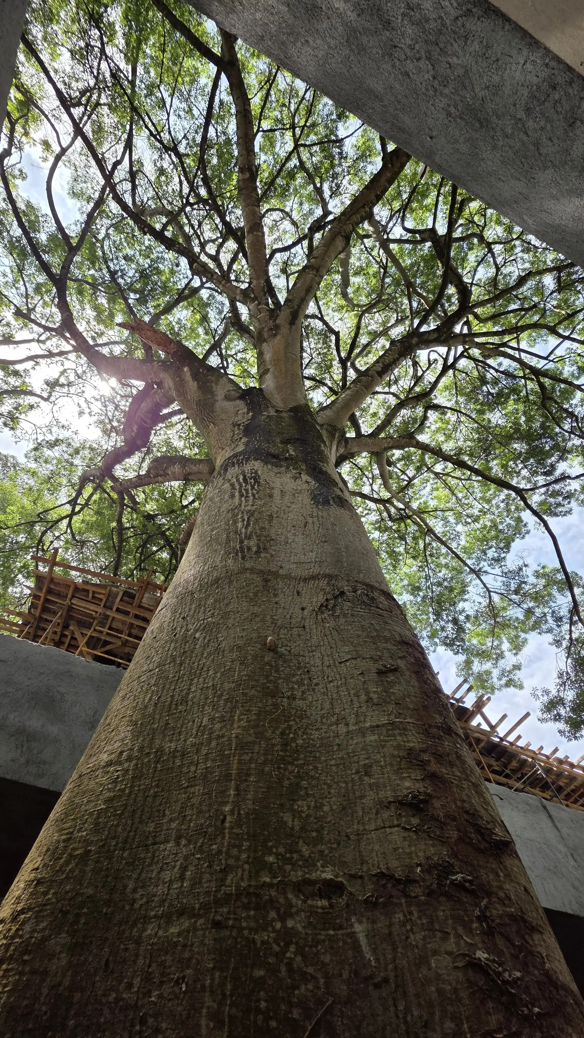 BASMENT COURTYARD - BOMBAX.webp