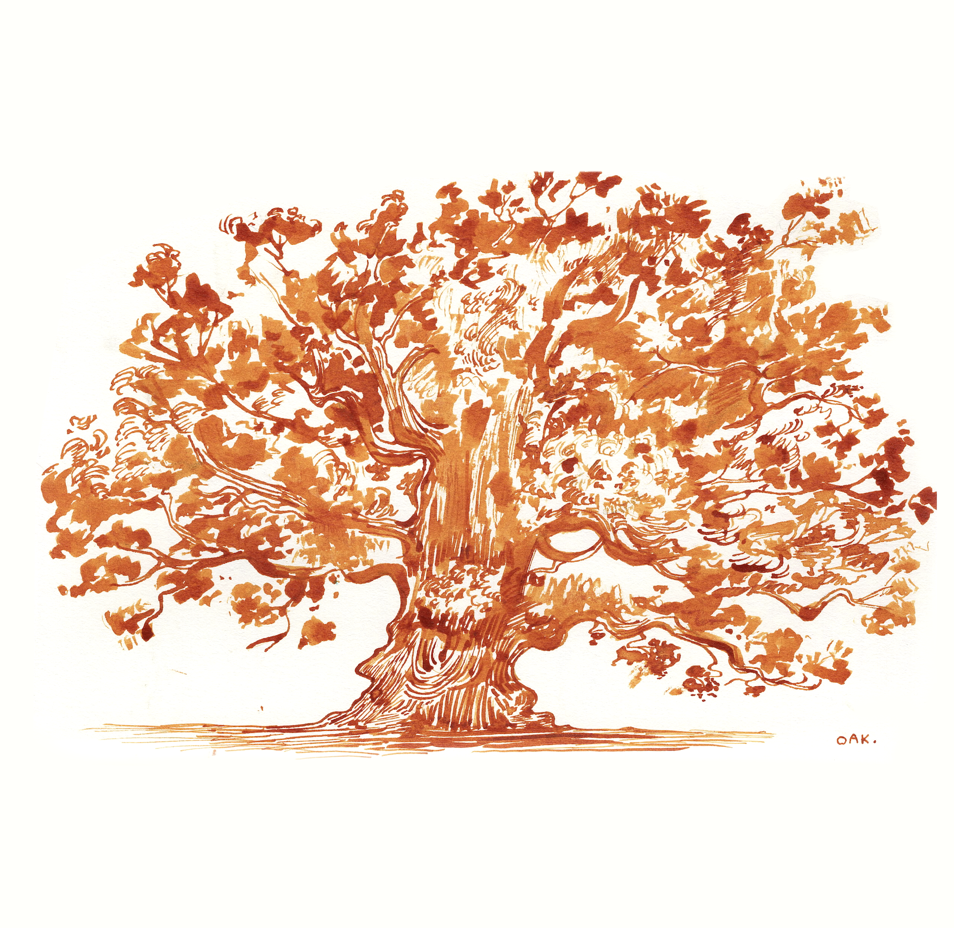 Oak.png