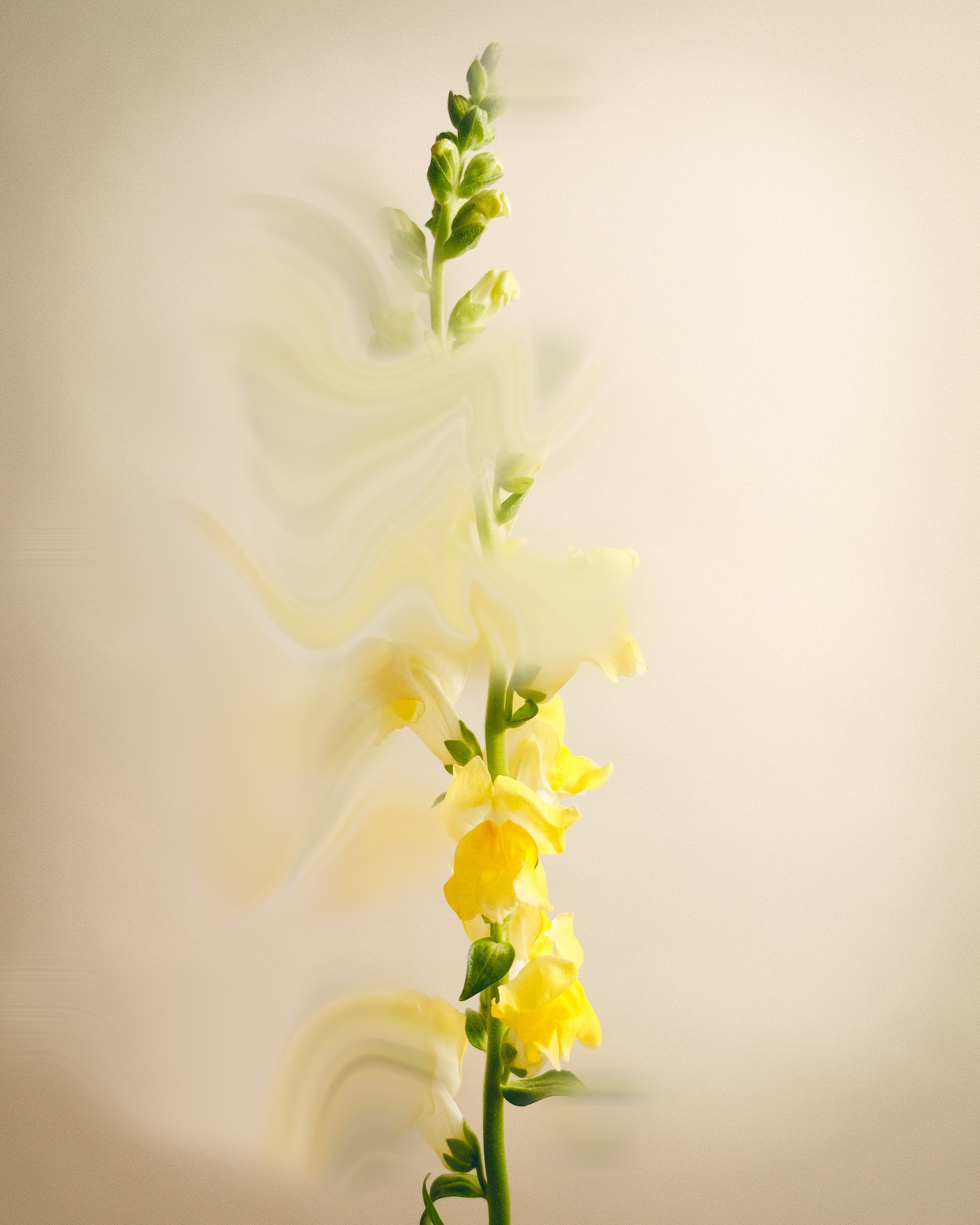 Melting Flower 4
