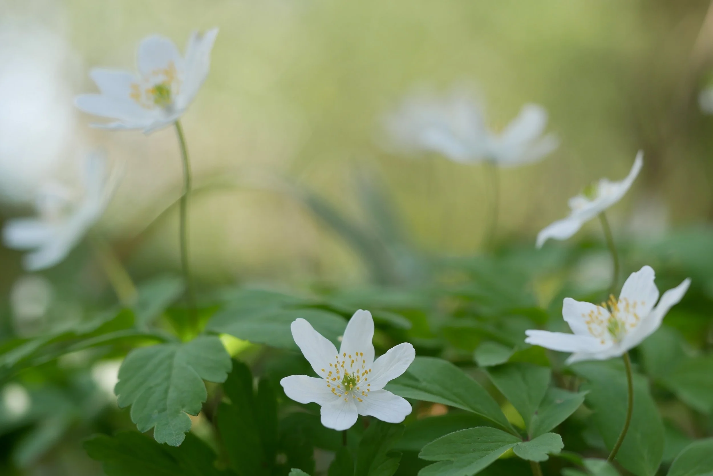 Floral Alchemy - from soil to soul