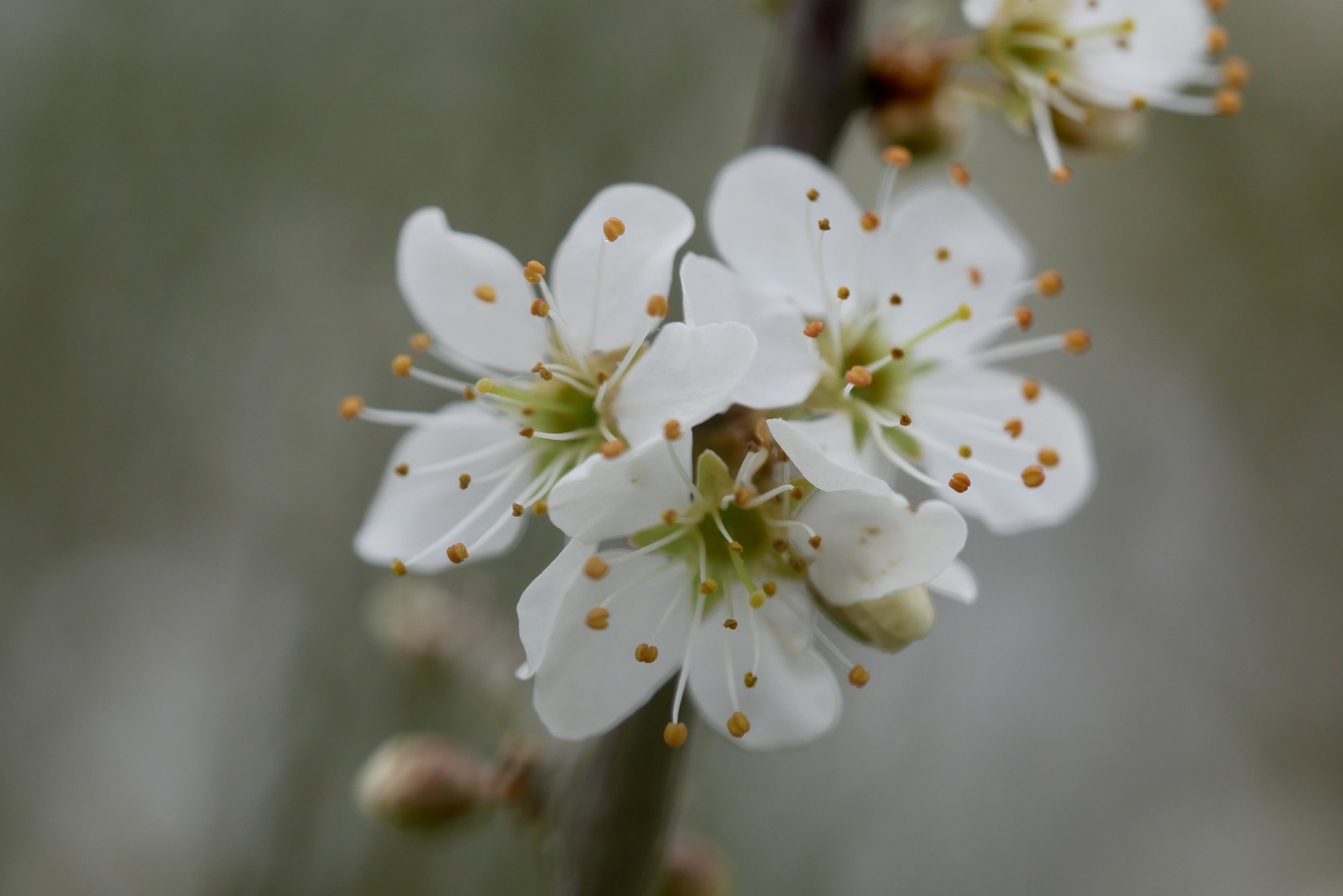 The Beauty of Flower Essences