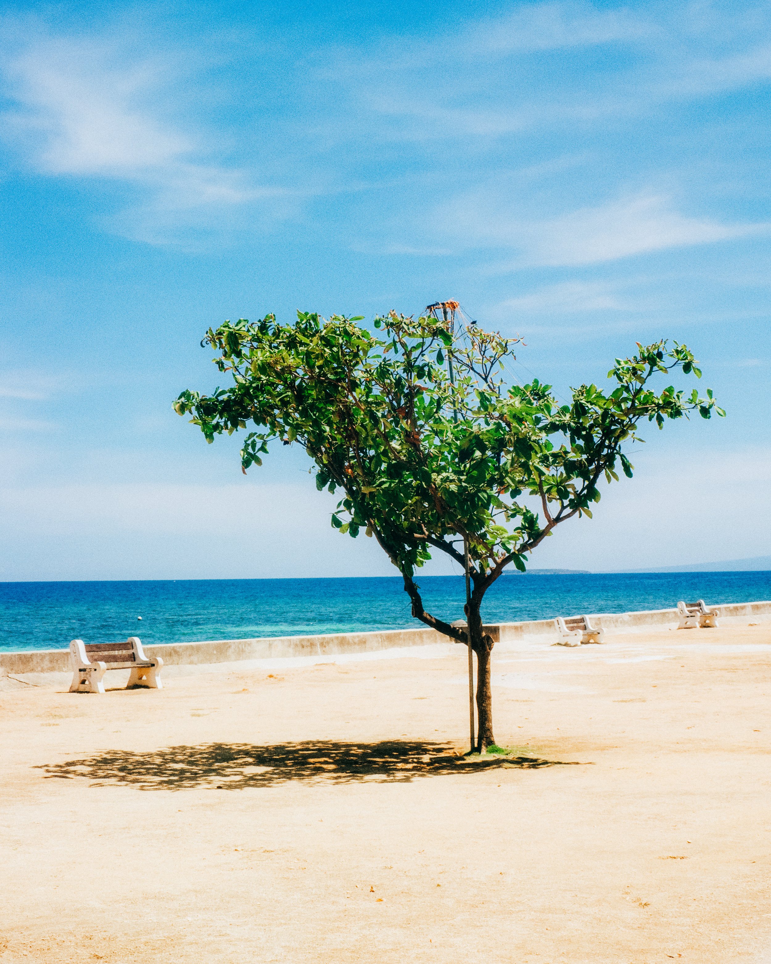 Guava Tree