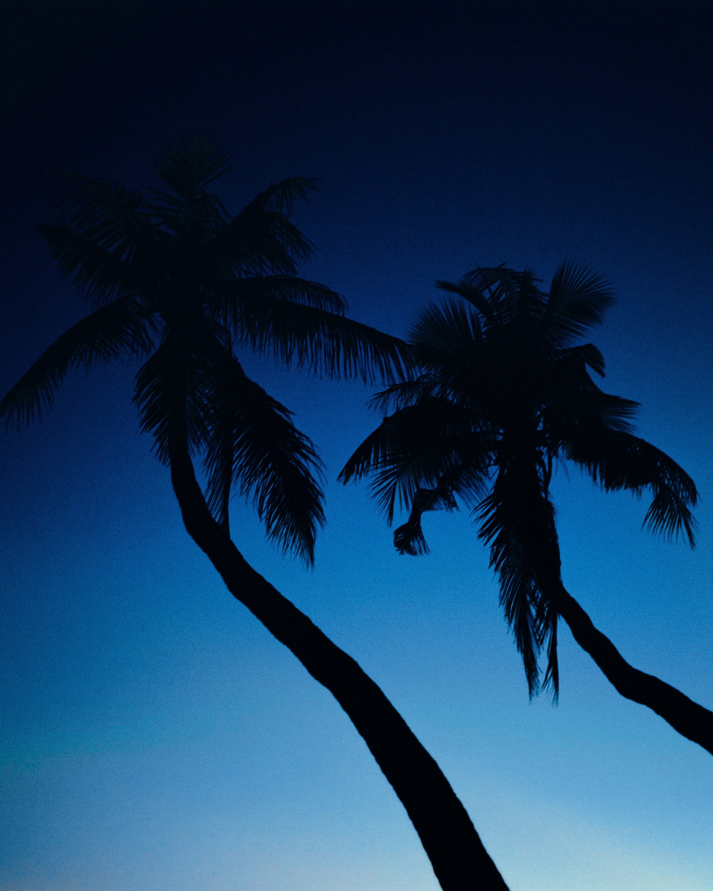 Silhouettes of the Night