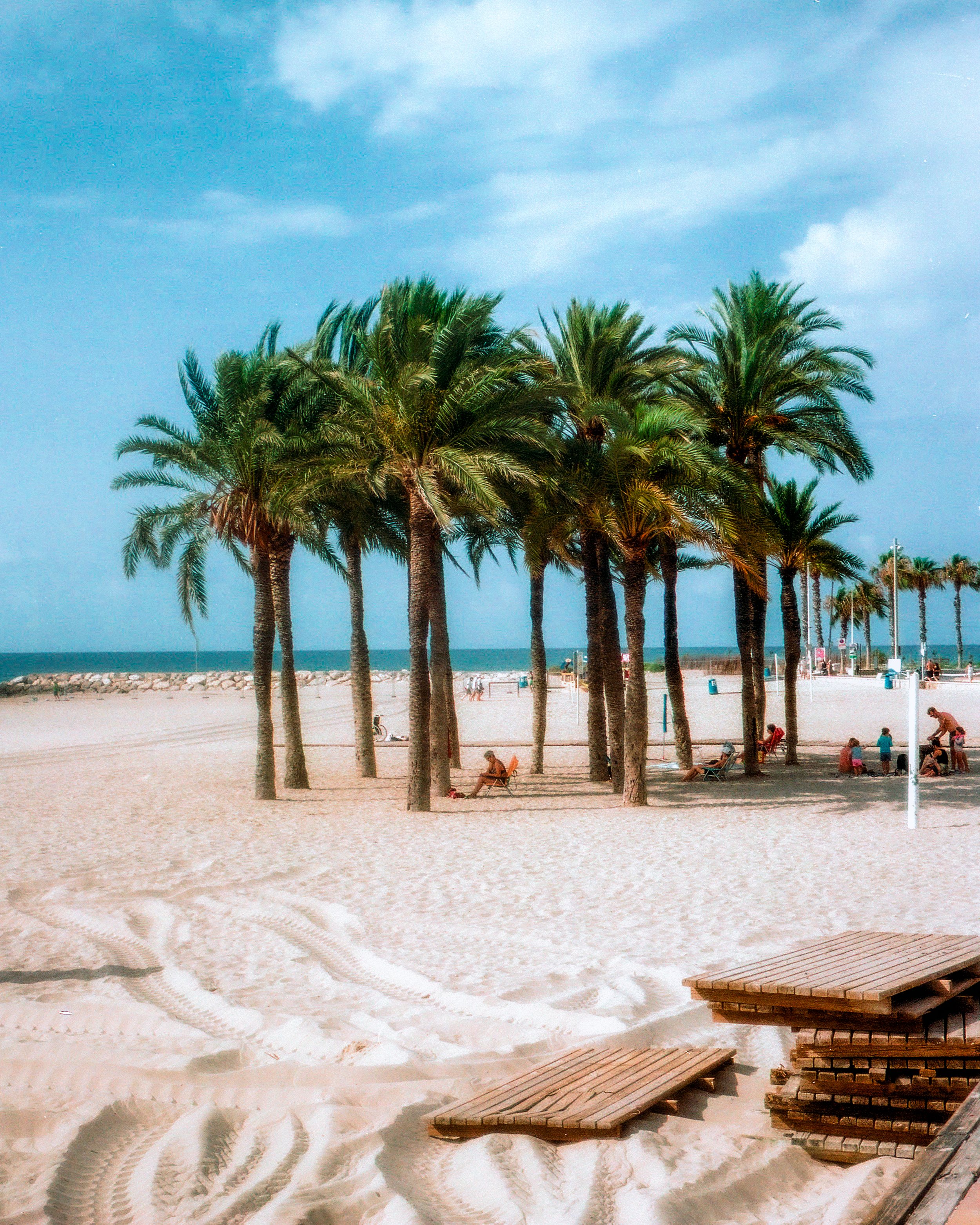Under the Palm Trees