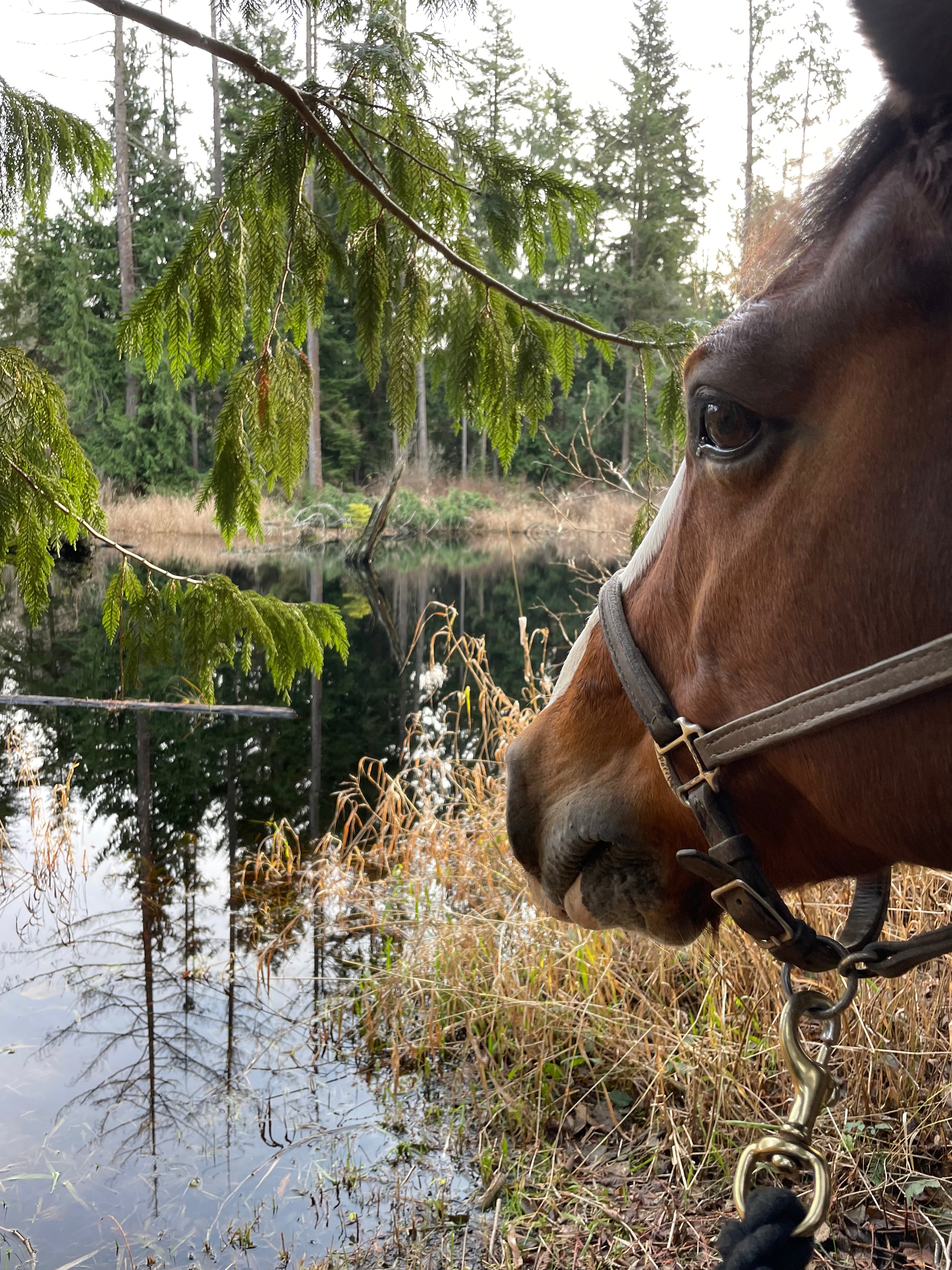 Enrichment on the trails and regular work outside of an arena setting is apart of our weekly programming.