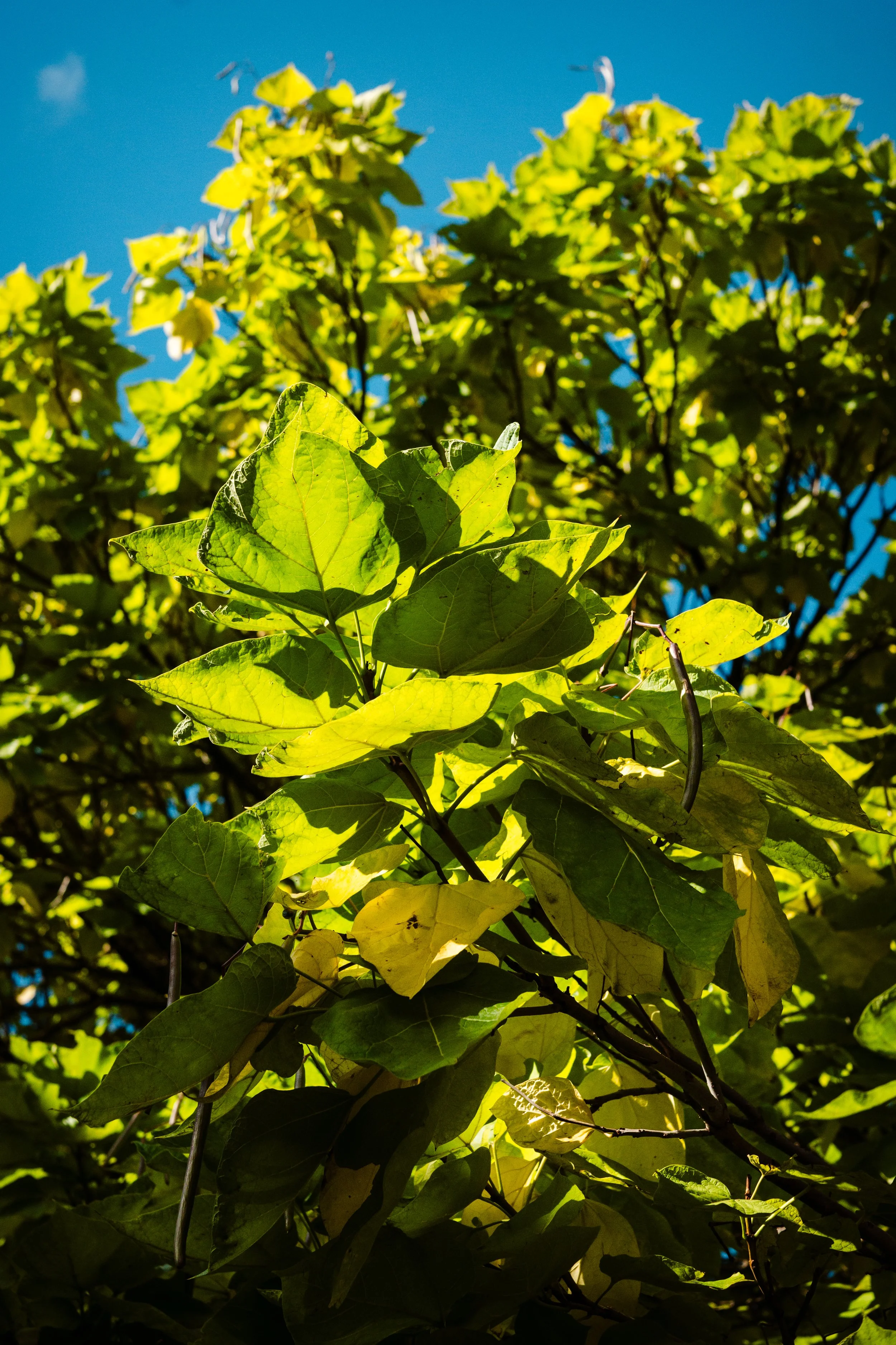 P1085503.jpg