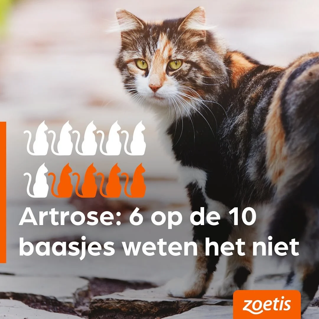 Oktober is de maand van Artrose! 

Heb je het idee dat je dier stram uit de mand komt of wellicht wat minder springt? 
Misschien heeft je dier wel last van artrose! 
Neem gerust contact op en bespreek de opties.