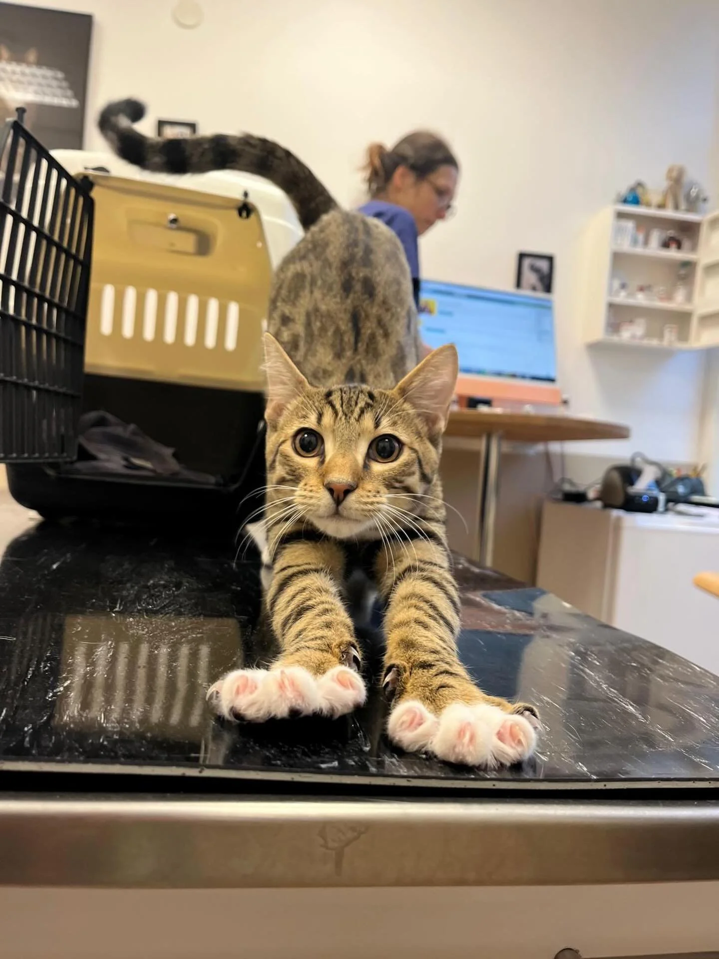 Relaxt met de teentjes gespreid het weekend in! Simba is er klaar voor 😍 fijn weekend allemaal 🌞