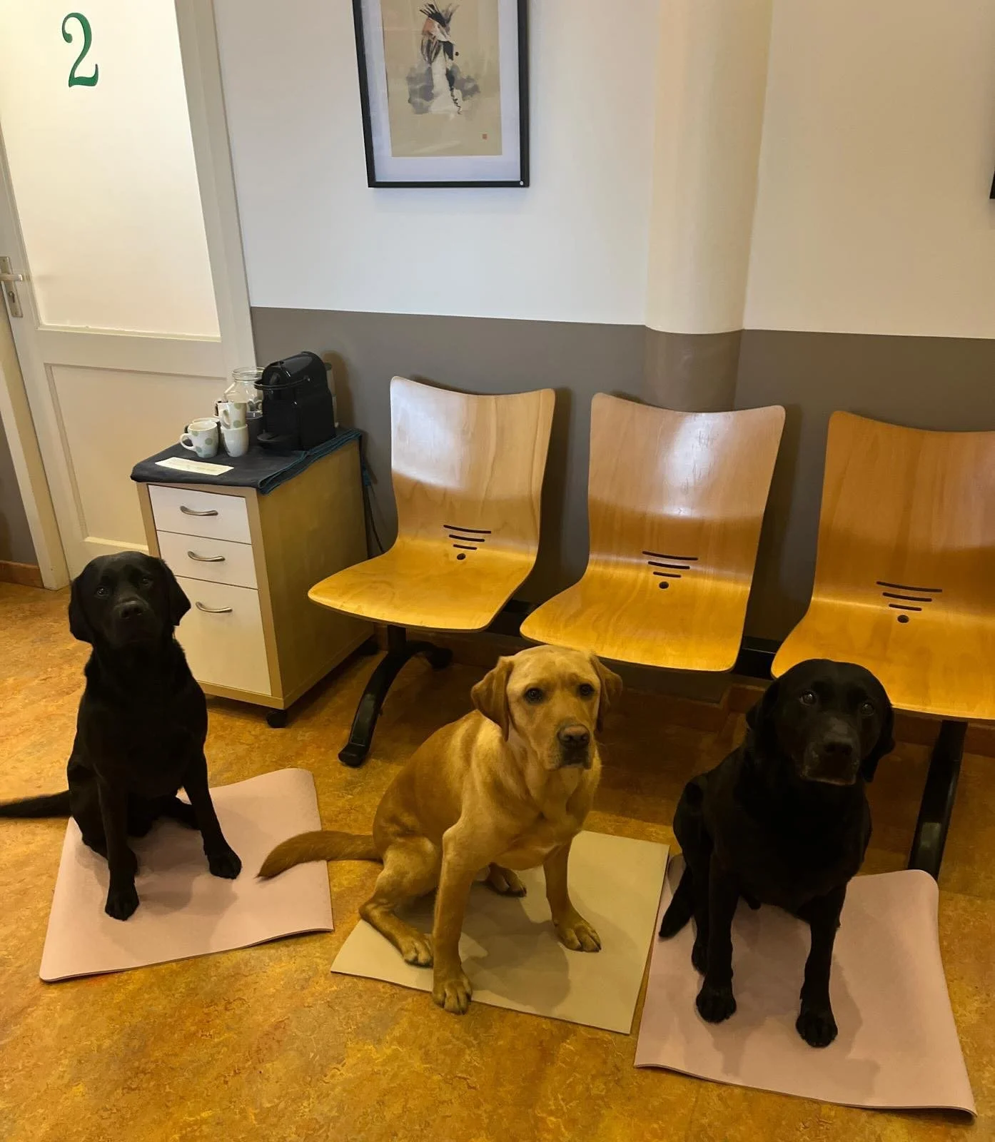 Sommige honden vinden het erg spannend bij ons. Het uitglijden op de vloer werkt hier niet aan mee. We hebben matjes liggen waar ze op kunnen zitten om zo wat meer grip op de vloer en hopelijk op de zenuwen kunnen hebben! Test ze vooral uit! 🙏🏼🐶 O