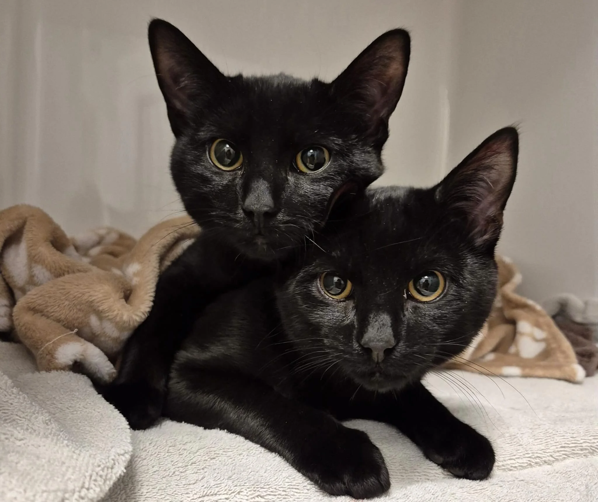 Deze 2 knappe mannen kwamen voor castratie. Naast het feit dat ze heel schattig zijn, hebben ze ook enorm leuke namen.. Karni en Campina 🥛
